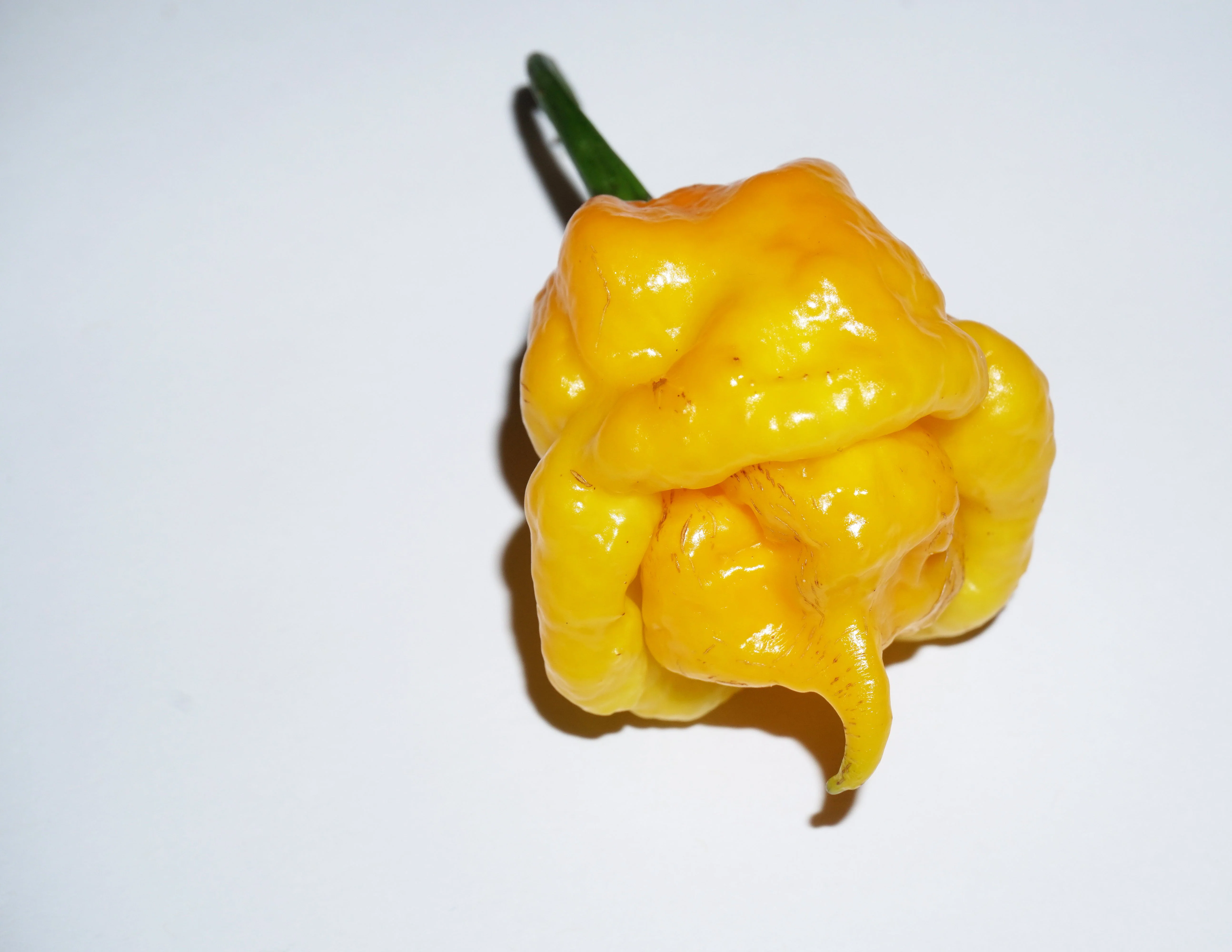 40 Yellow SCOTCH BONNET PEPPER very hot Jamaican Capsicum Annuum Vegetable Seeds - Image 6