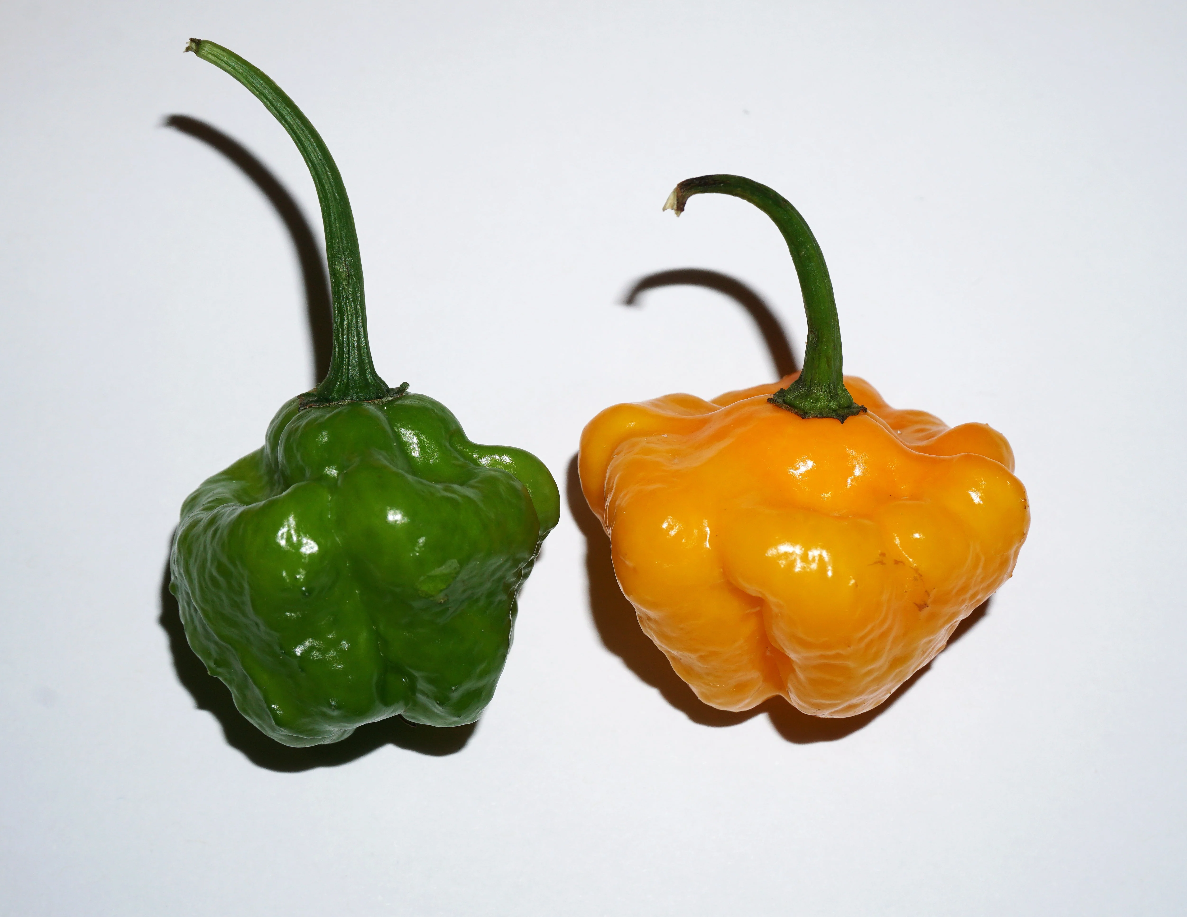 40 Yellow SCOTCH BONNET PEPPER very hot Jamaican Capsicum Annuum Vegetable Seeds - Image 7