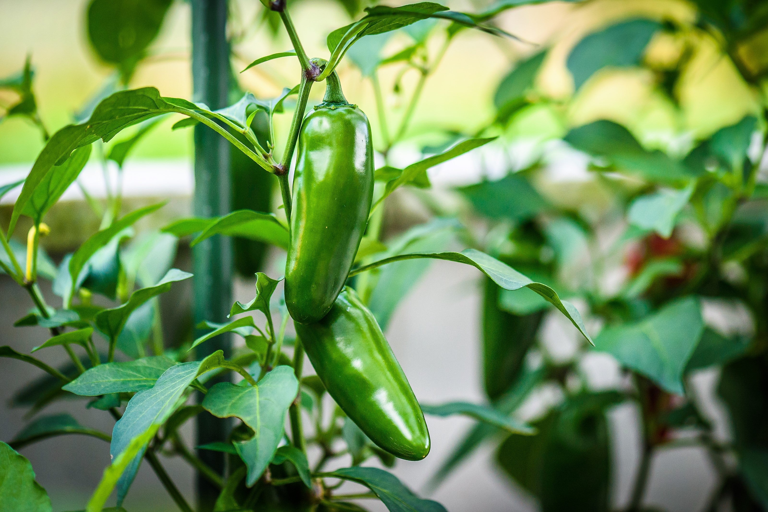 400 EARLY JALAPENO PEPPER Green Medium Hot Capsicum Annuum Mexican Chili Vegetable Seeds - Image 3