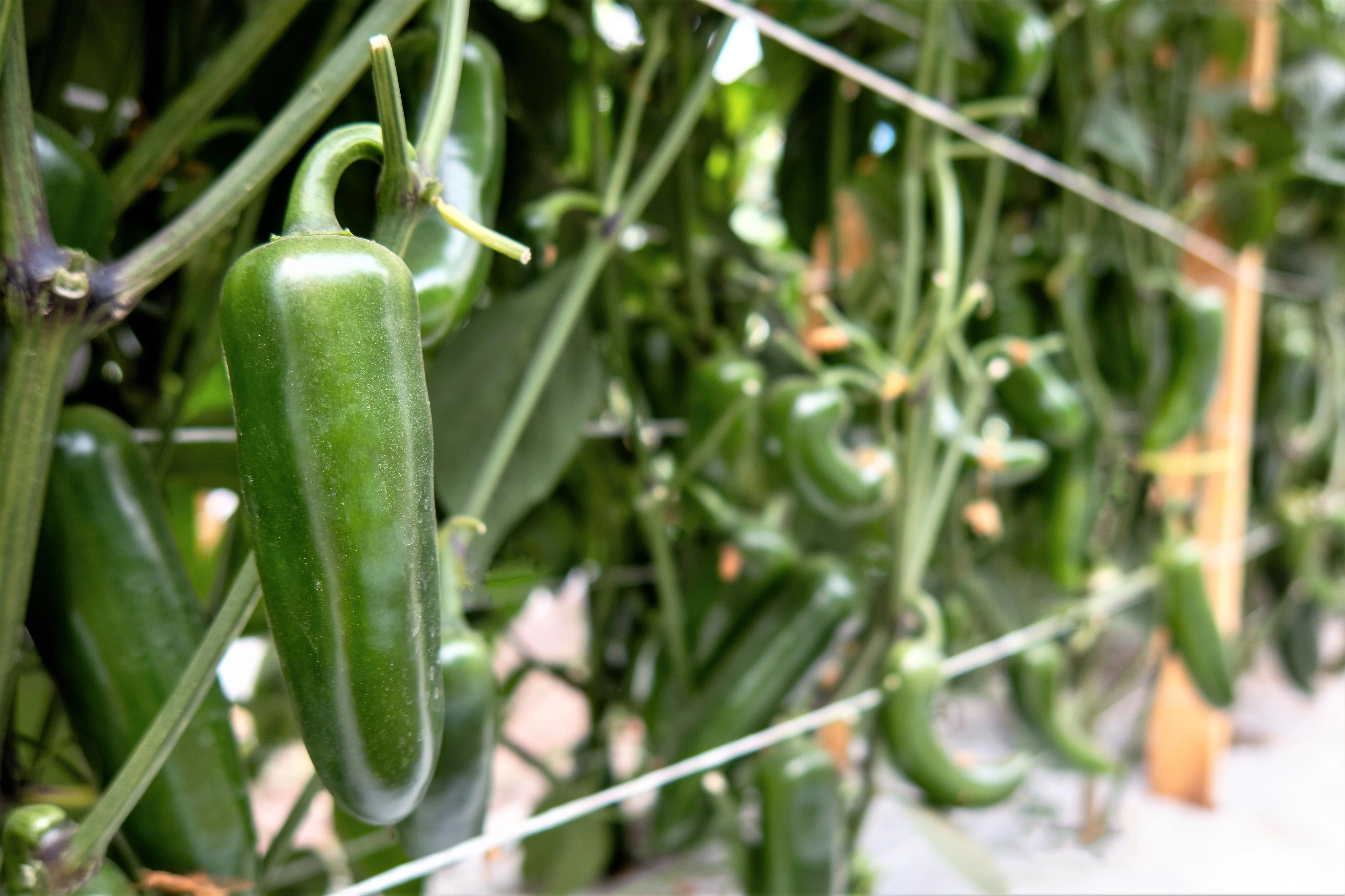400 EARLY JALAPENO PEPPER Green Medium Hot Capsicum Annuum Mexican Chili Vegetable Seeds - Image 5
