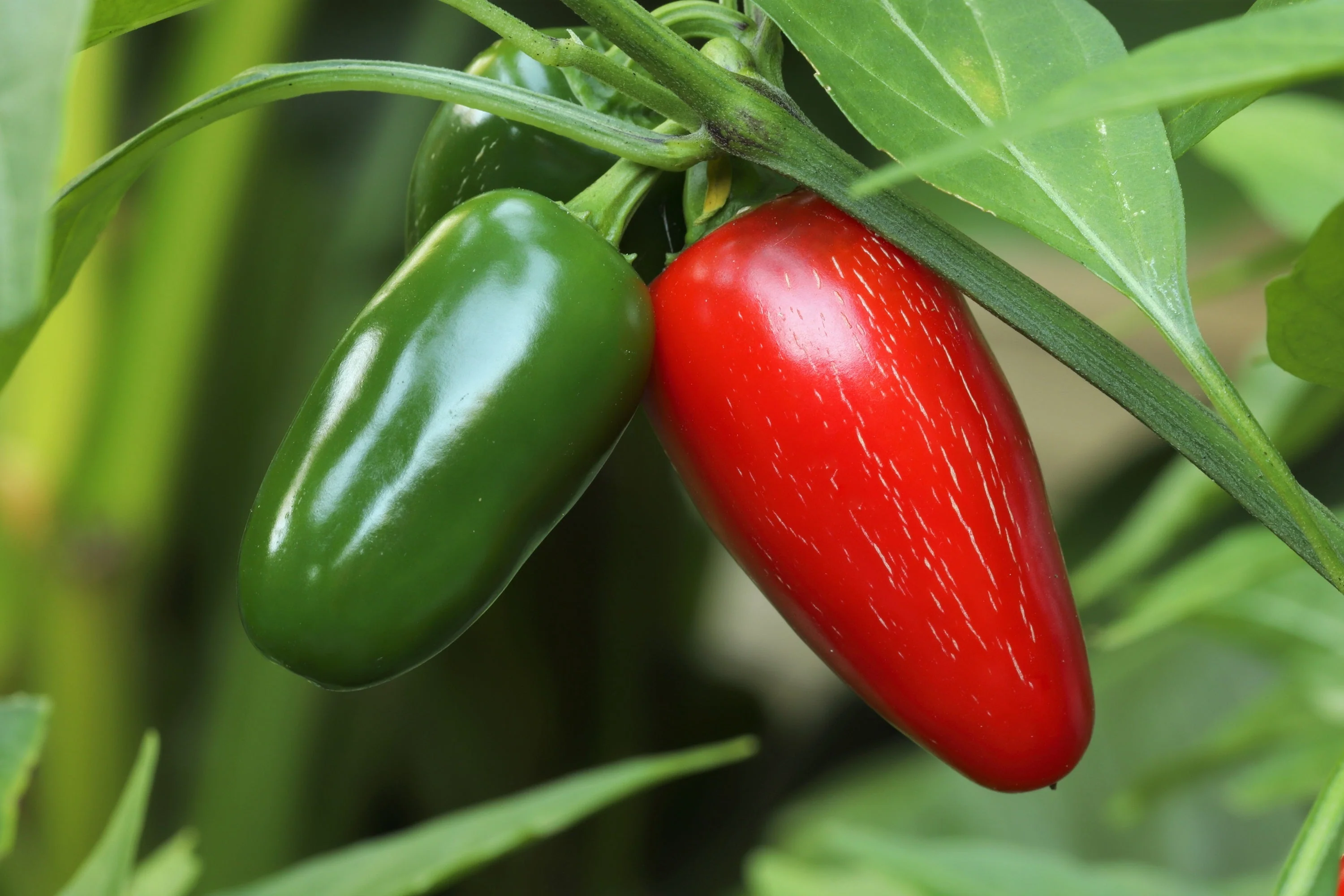 400 EARLY JALAPENO PEPPER Green Medium Hot Capsicum Annuum Mexican Chili Vegetable Seeds - Image 8