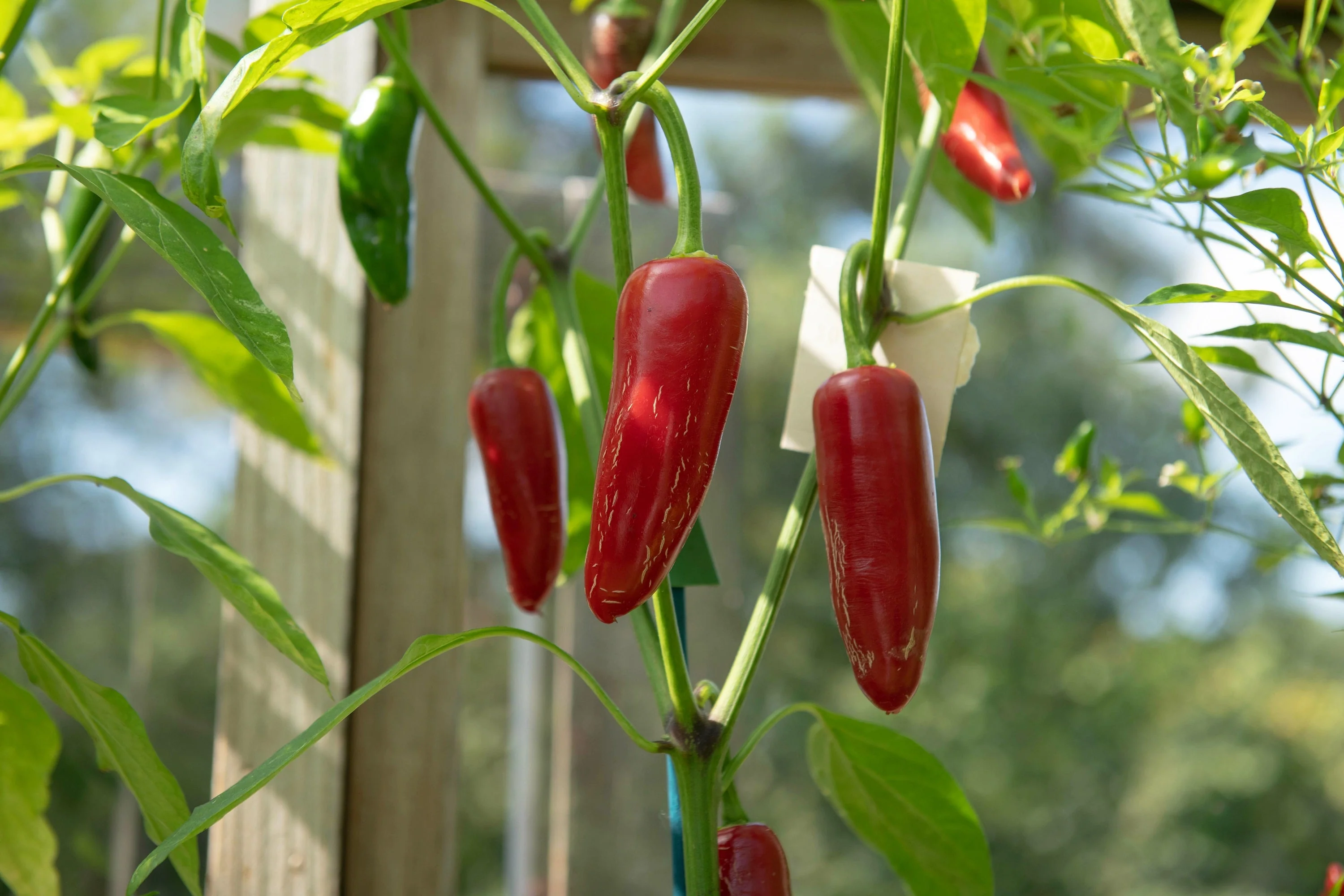 400 EARLY JALAPENO PEPPER Green Medium Hot Capsicum Annuum Mexican Chili Vegetable Seeds - Image 9