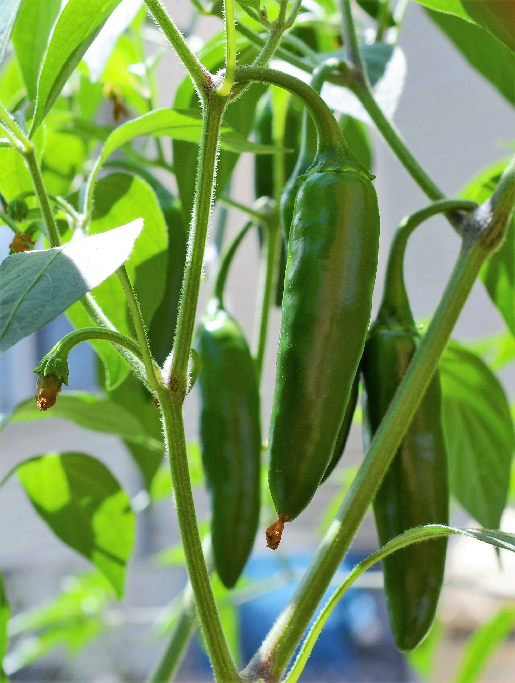 400 HOT JALAPENO PEPPER Capsicum Annuum Mexican Chili Vegetable Seeds - Image 2