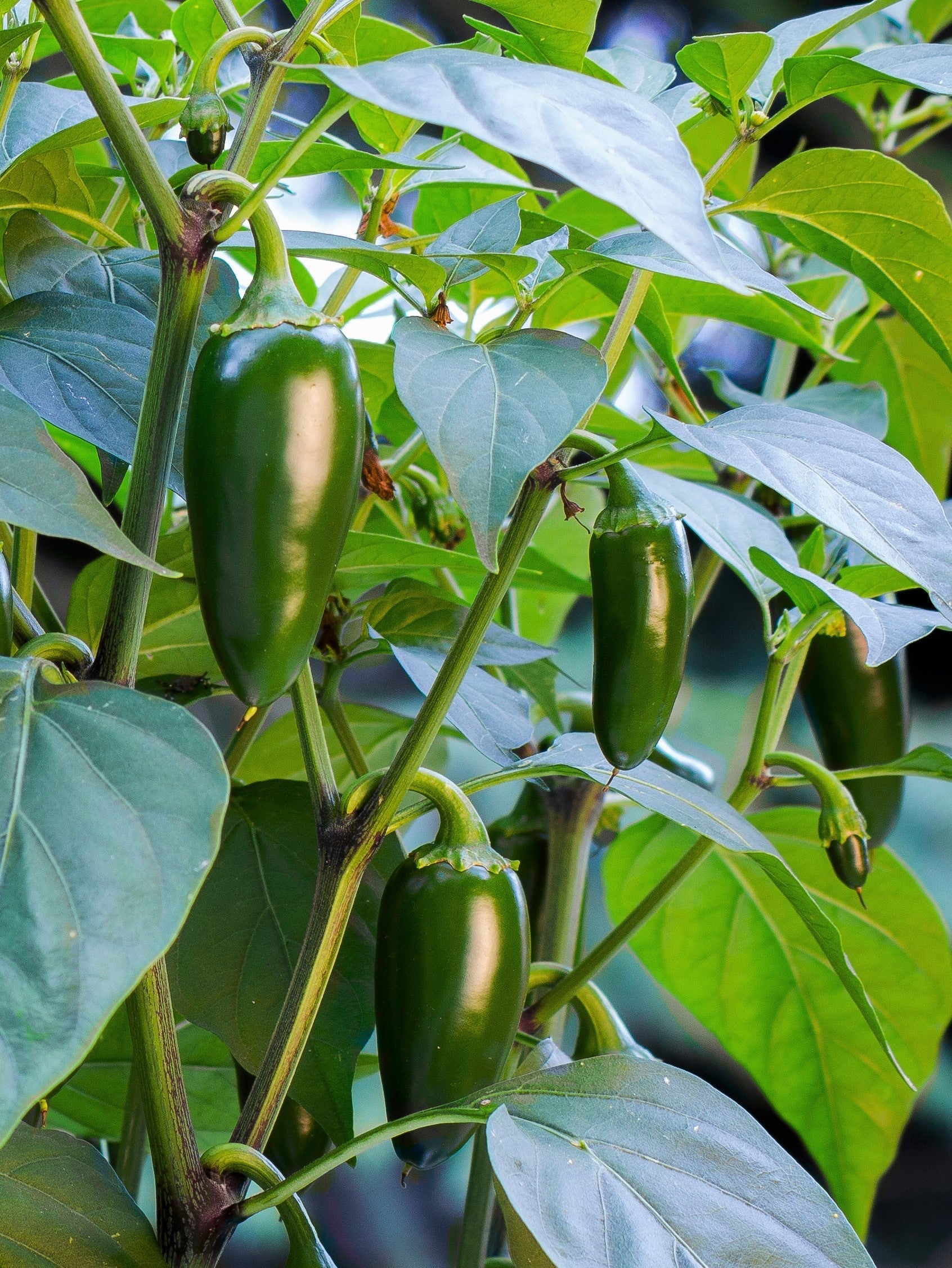 400 HOT JALAPENO PEPPER Capsicum Annuum Mexican Chili Vegetable Seeds - Image 3