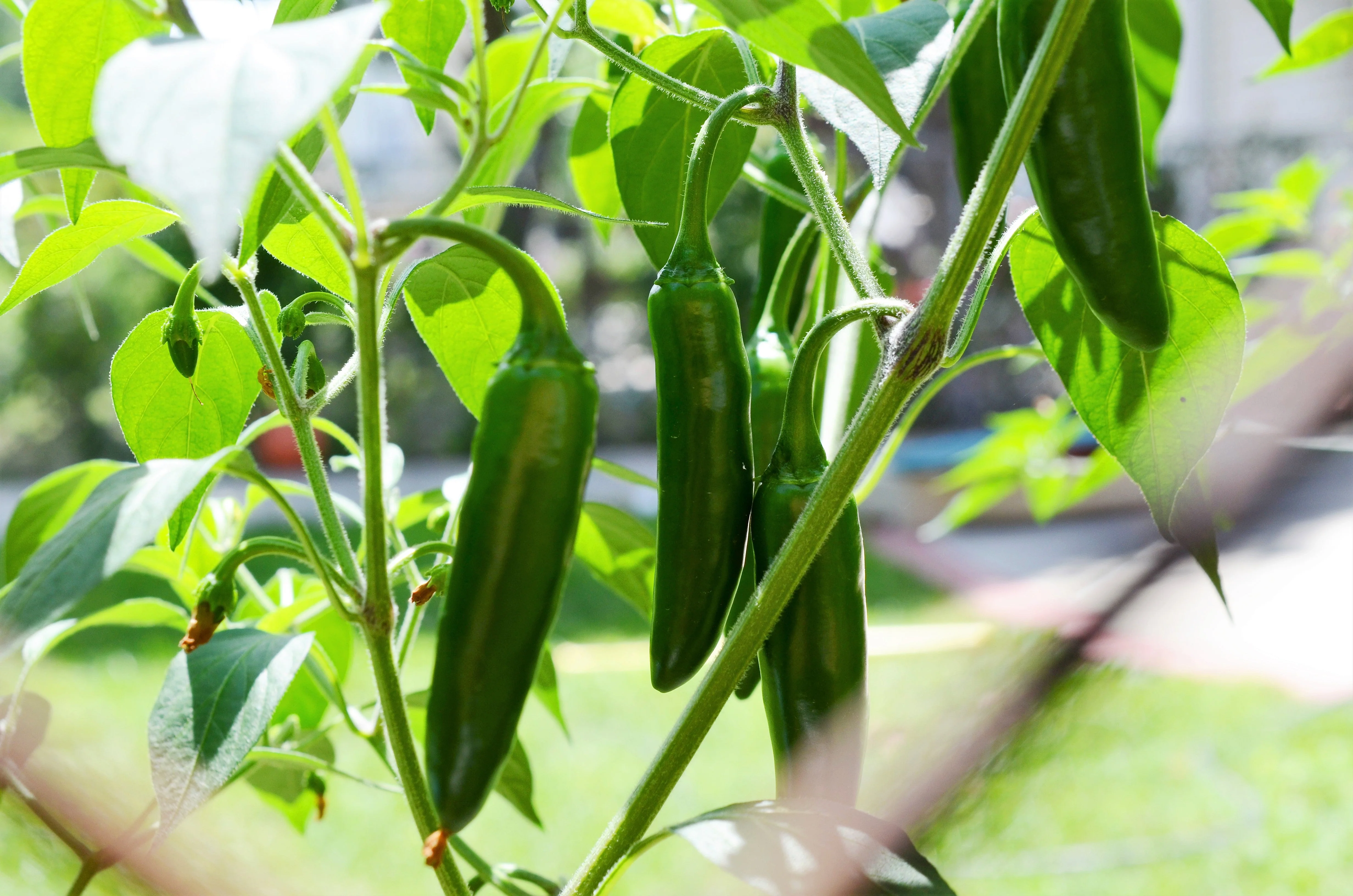 400 HOT JALAPENO PEPPER Capsicum Annuum Mexican Chili Vegetable Seeds - Image 4