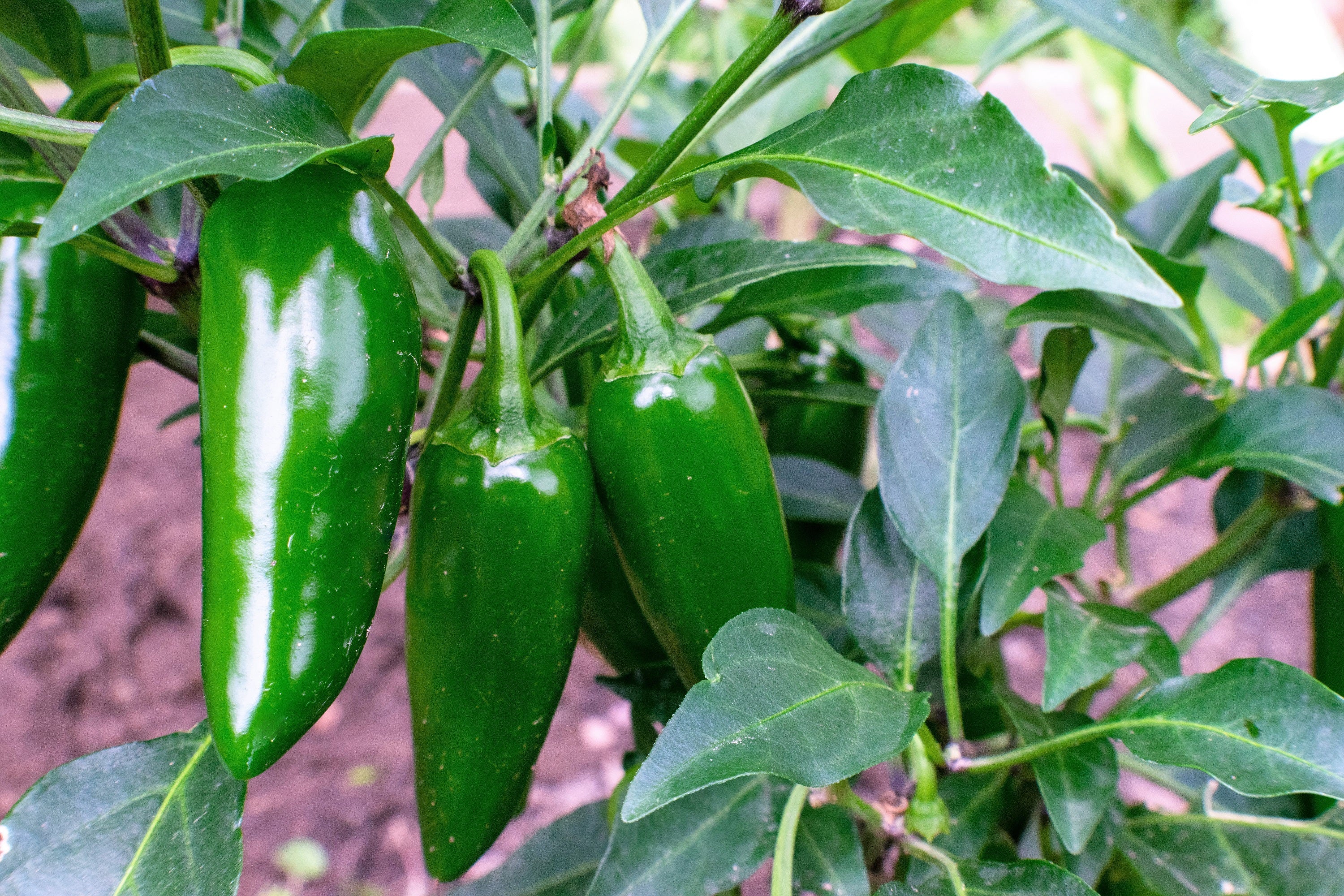 400 HOT JALAPENO PEPPER Capsicum Annuum Mexican Chili Vegetable Seeds - Image 5