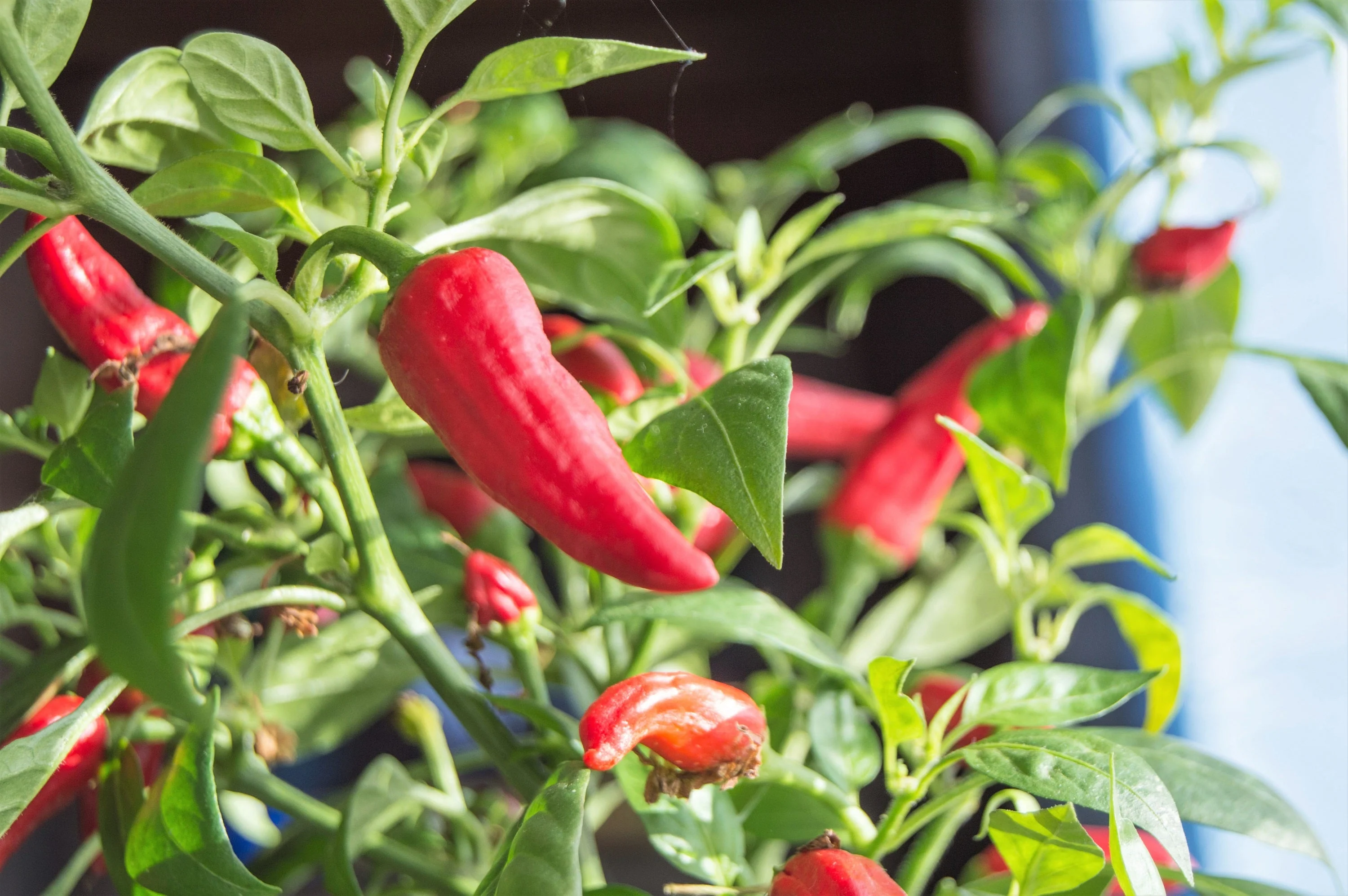 400 HOT JALAPENO PEPPER Capsicum Annuum Mexican Chili Vegetable Seeds - Image 6