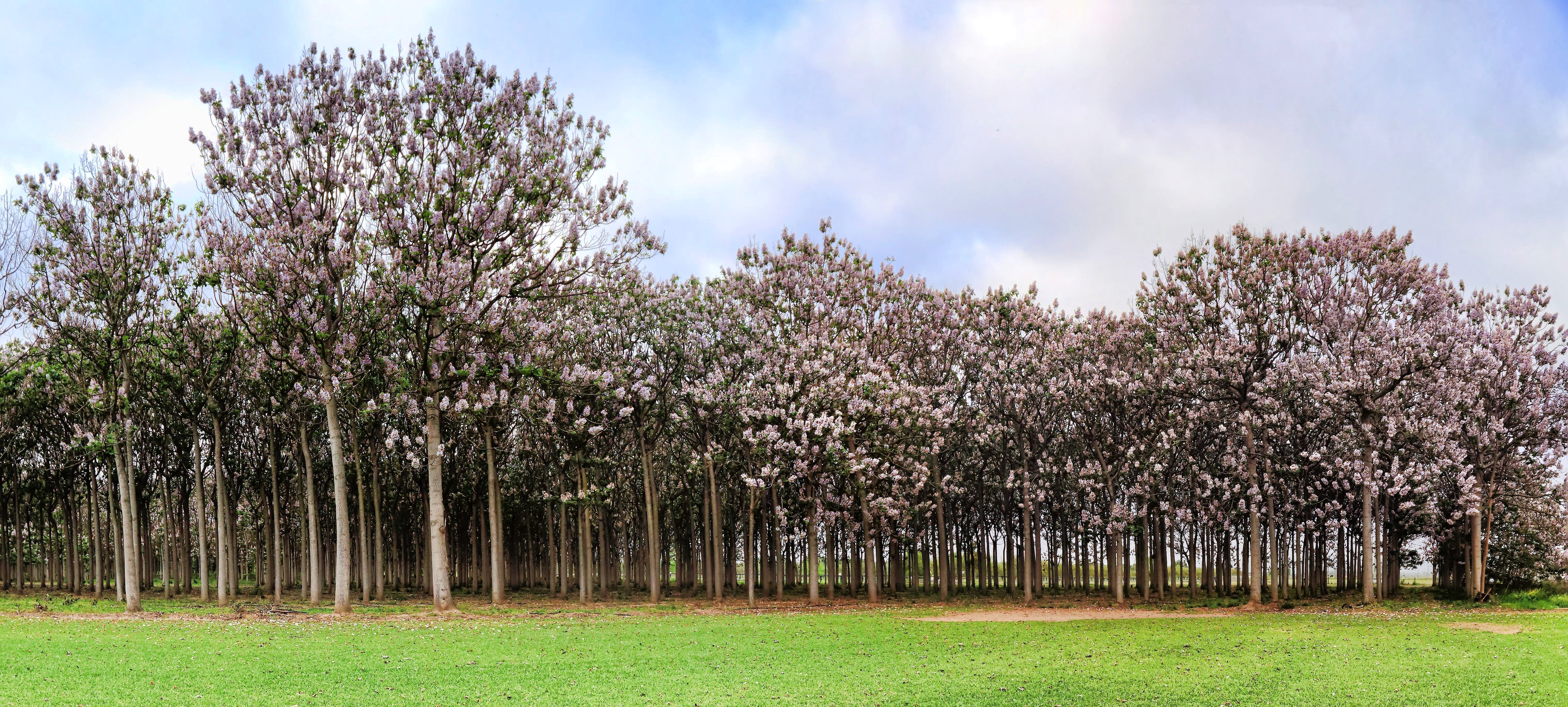 400 Royal PAULOWNIA EMPRESS TREE Tomentosa Flower Seeds - Image 10