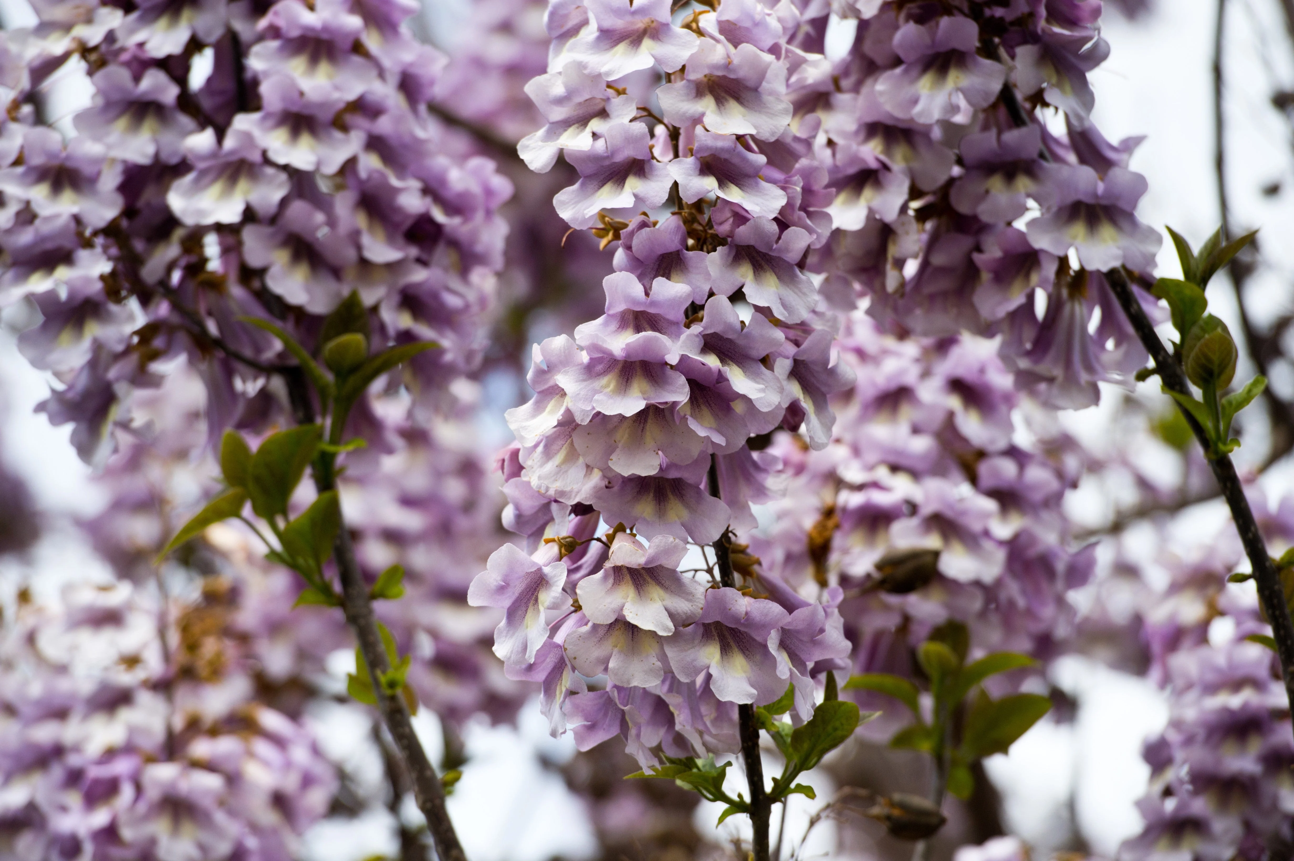 400 Royal PAULOWNIA EMPRESS TREE Tomentosa Flower Seeds - Image 2