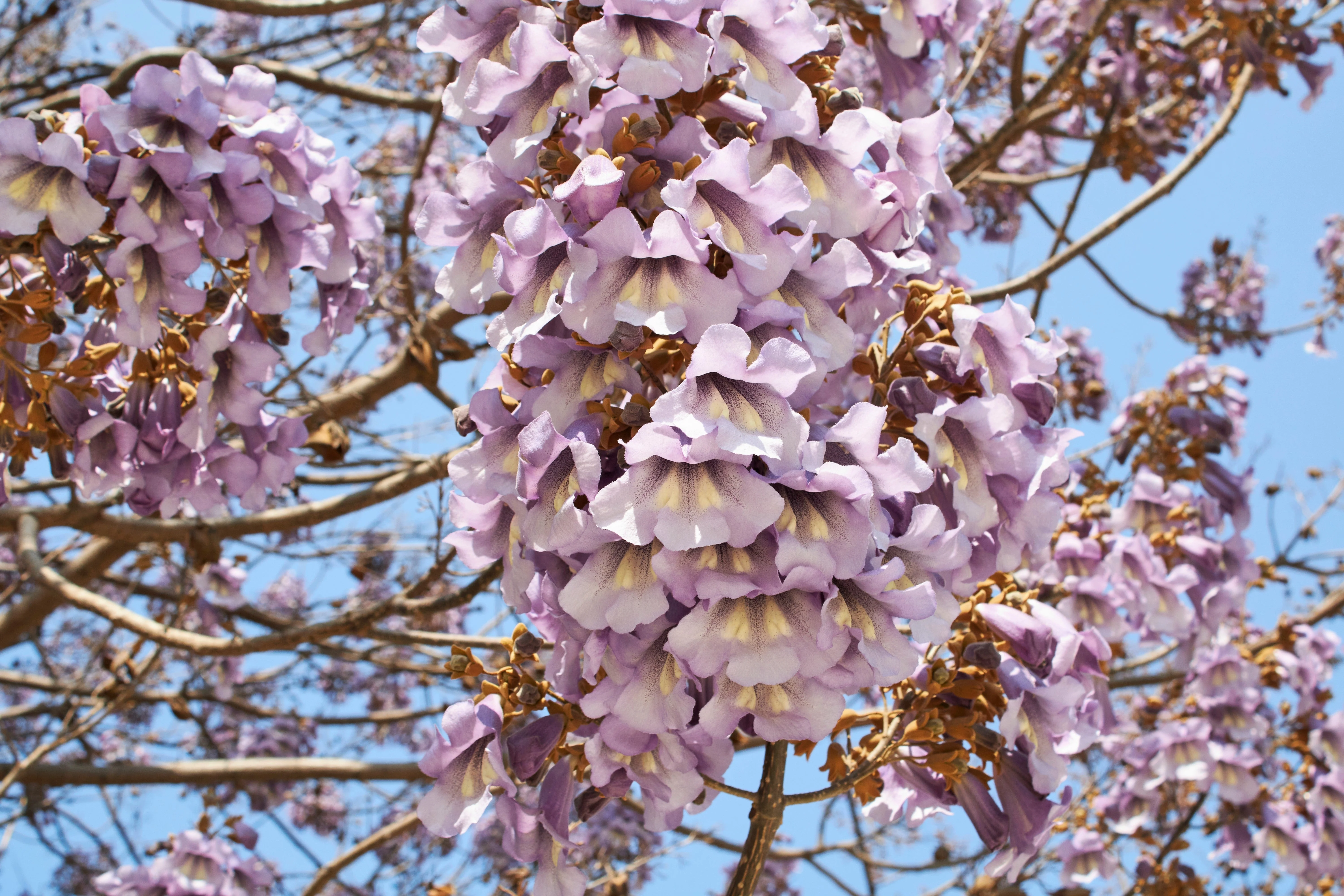 400 Royal PAULOWNIA EMPRESS TREE Tomentosa Flower Seeds - Image 3