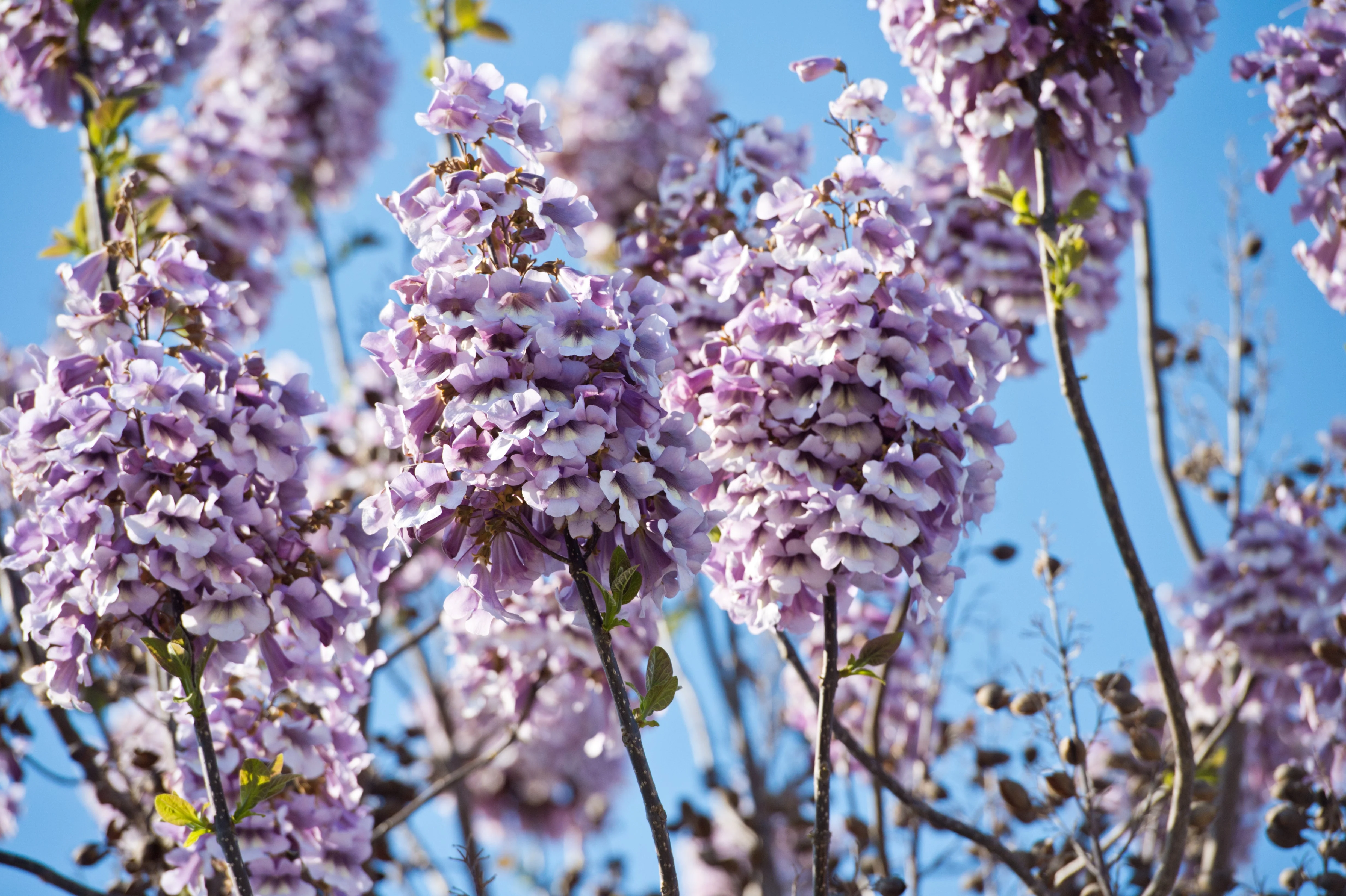 400 Royal PAULOWNIA EMPRESS TREE Tomentosa Flower Seeds - Image 4