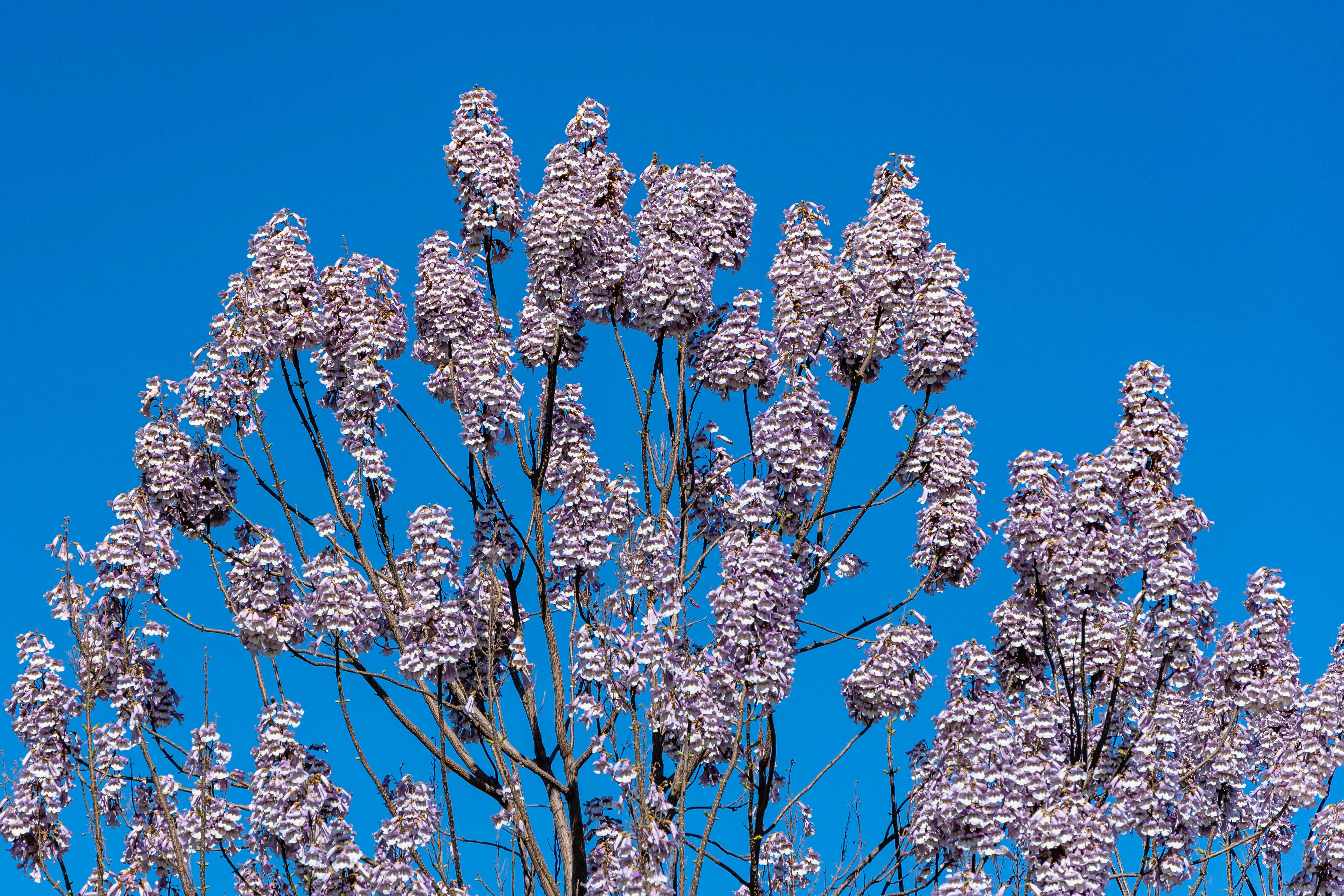 400 Royal PAULOWNIA EMPRESS TREE Tomentosa Flower Seeds - Image 5