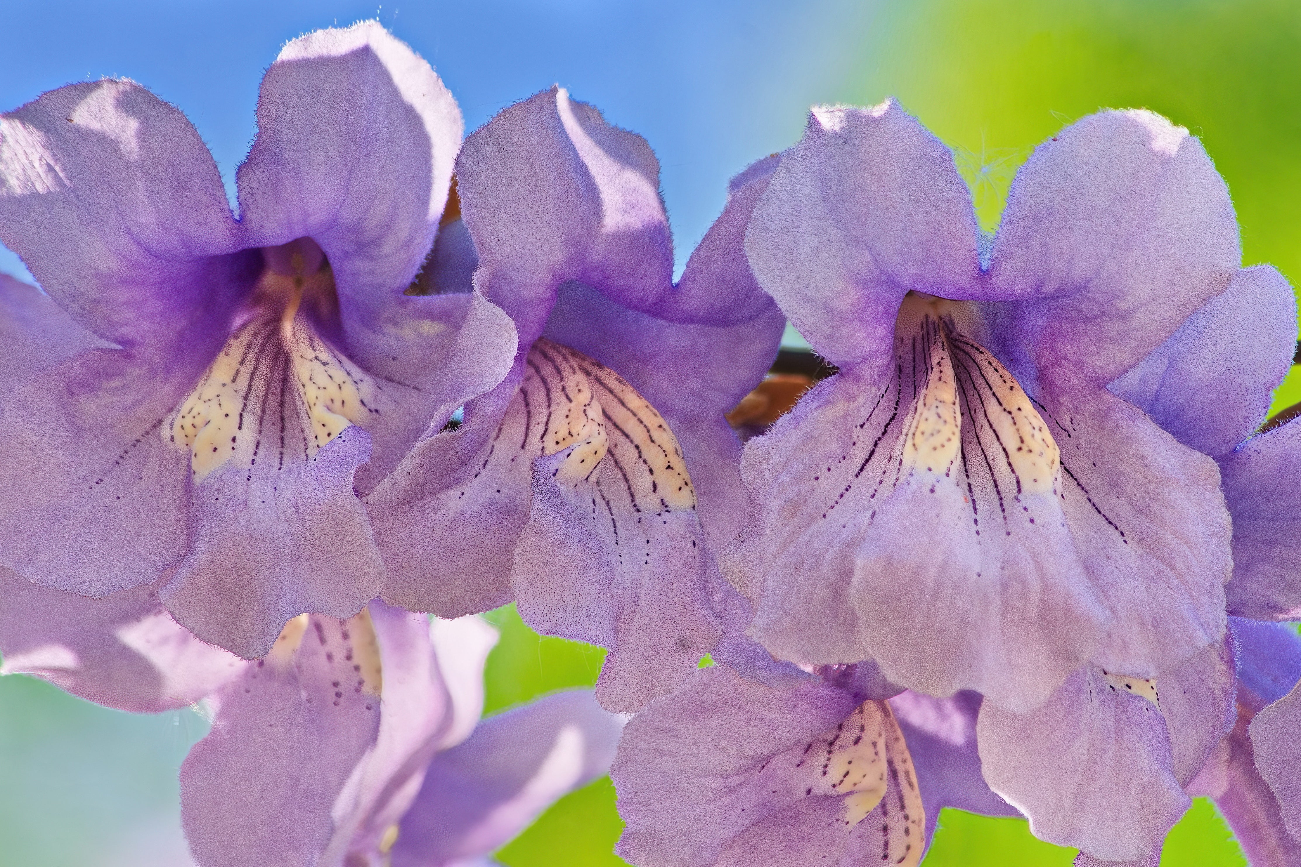 400 Royal PAULOWNIA EMPRESS TREE Tomentosa Flower Seeds - Image 6