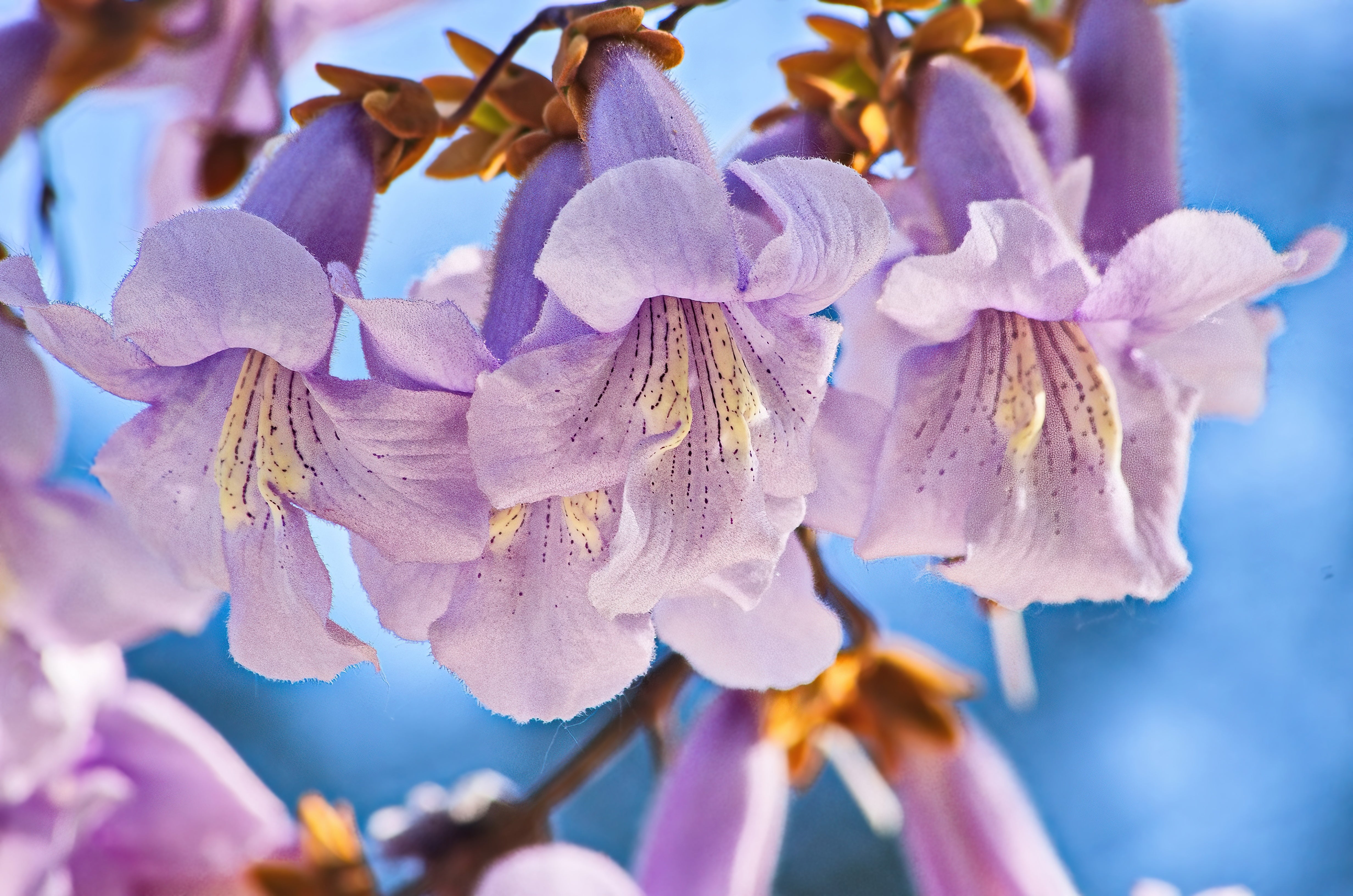 400 Royal PAULOWNIA EMPRESS TREE Tomentosa Flower Seeds - Image 7