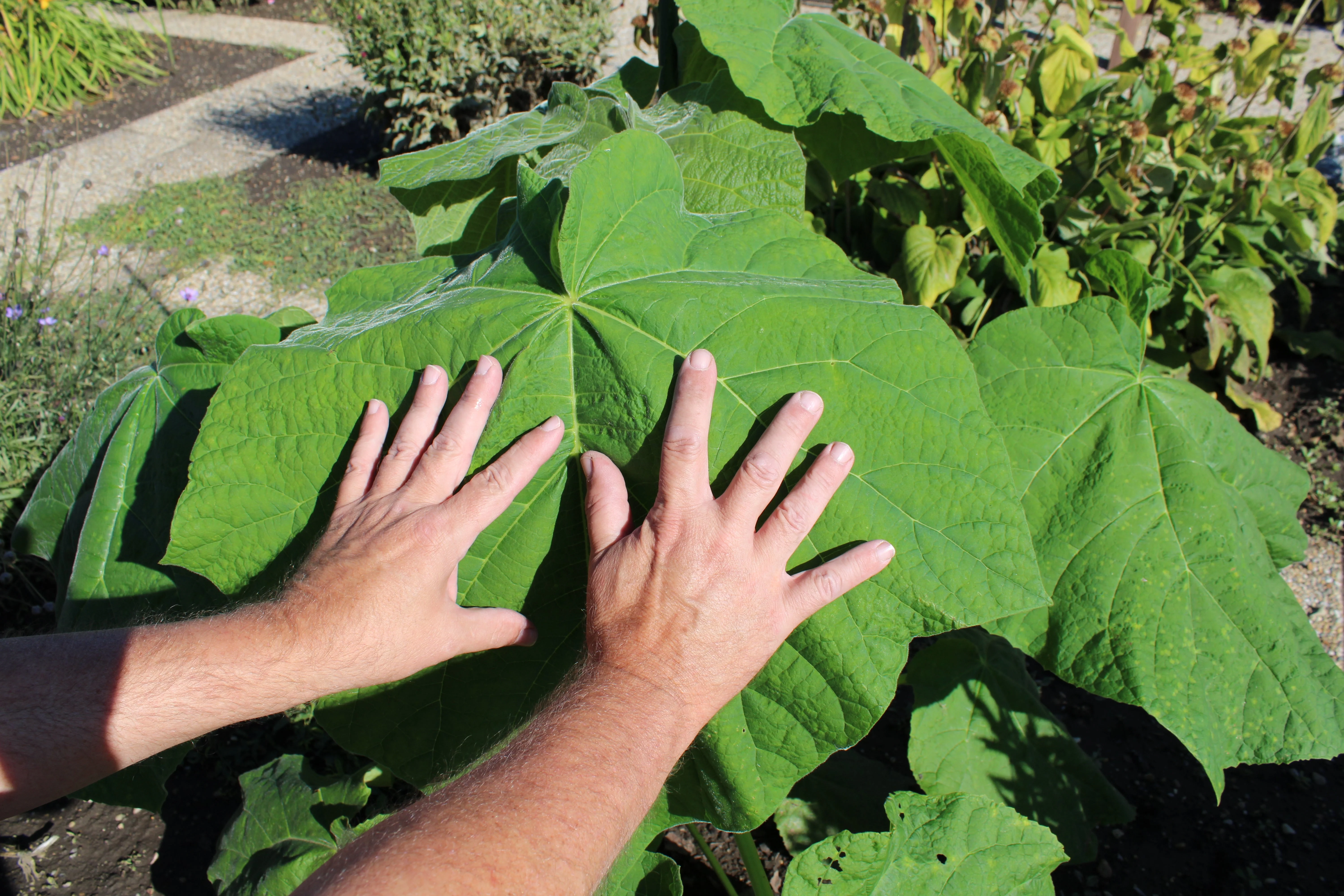 400 Royal PAULOWNIA EMPRESS TREE Tomentosa Flower Seeds - Image 8