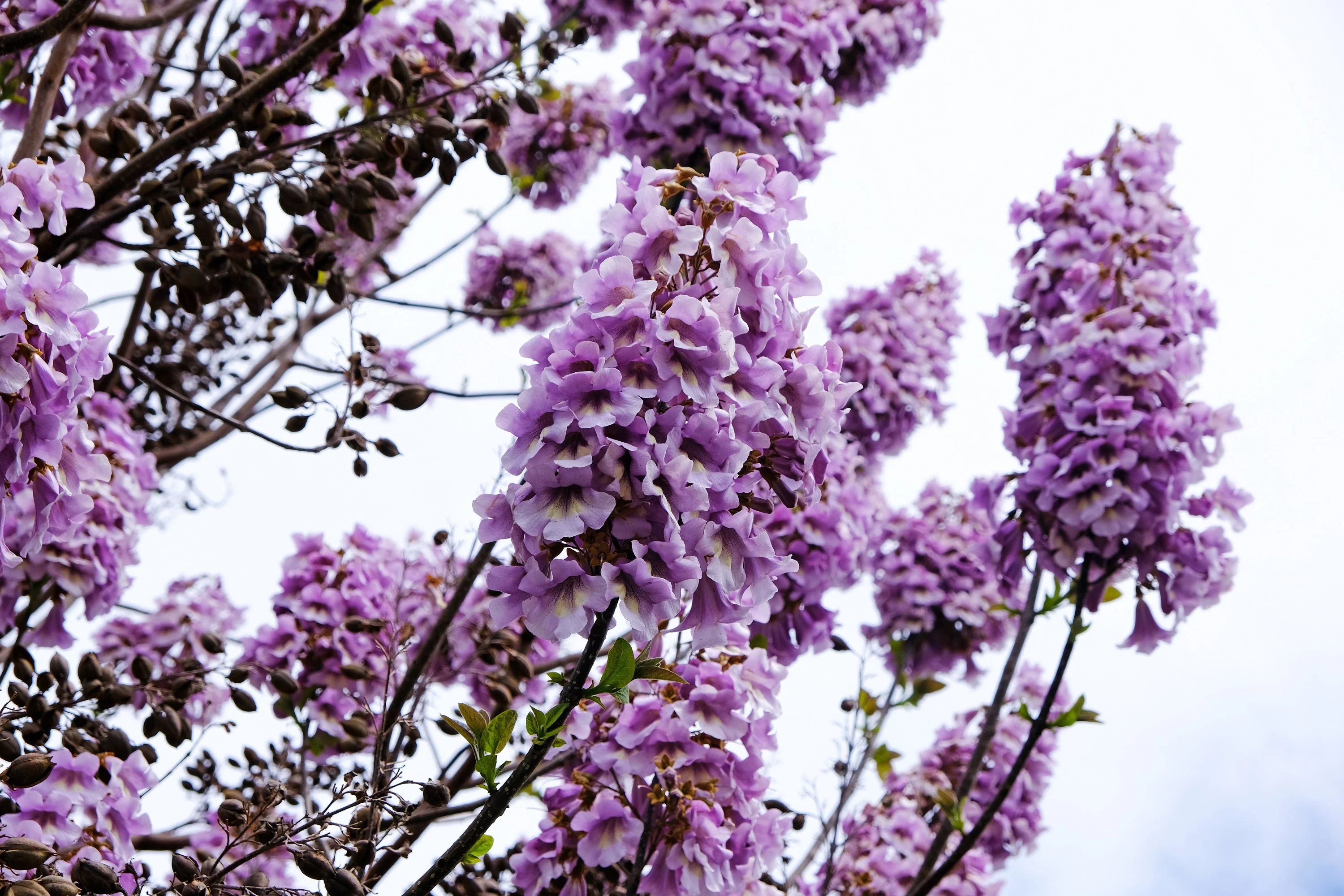 400 Royal PAULOWNIA EMPRESS TREE Tomentosa Flower Seeds - Image 9