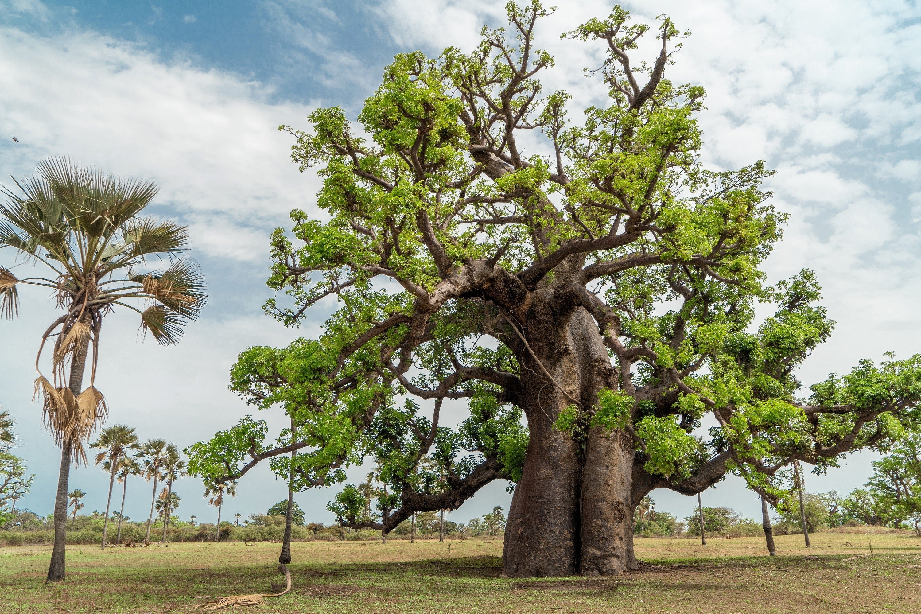 5 African BAOBAB TREE Adansonia Digitata Monkey Bread Judas Fruit Seeds - Image 2