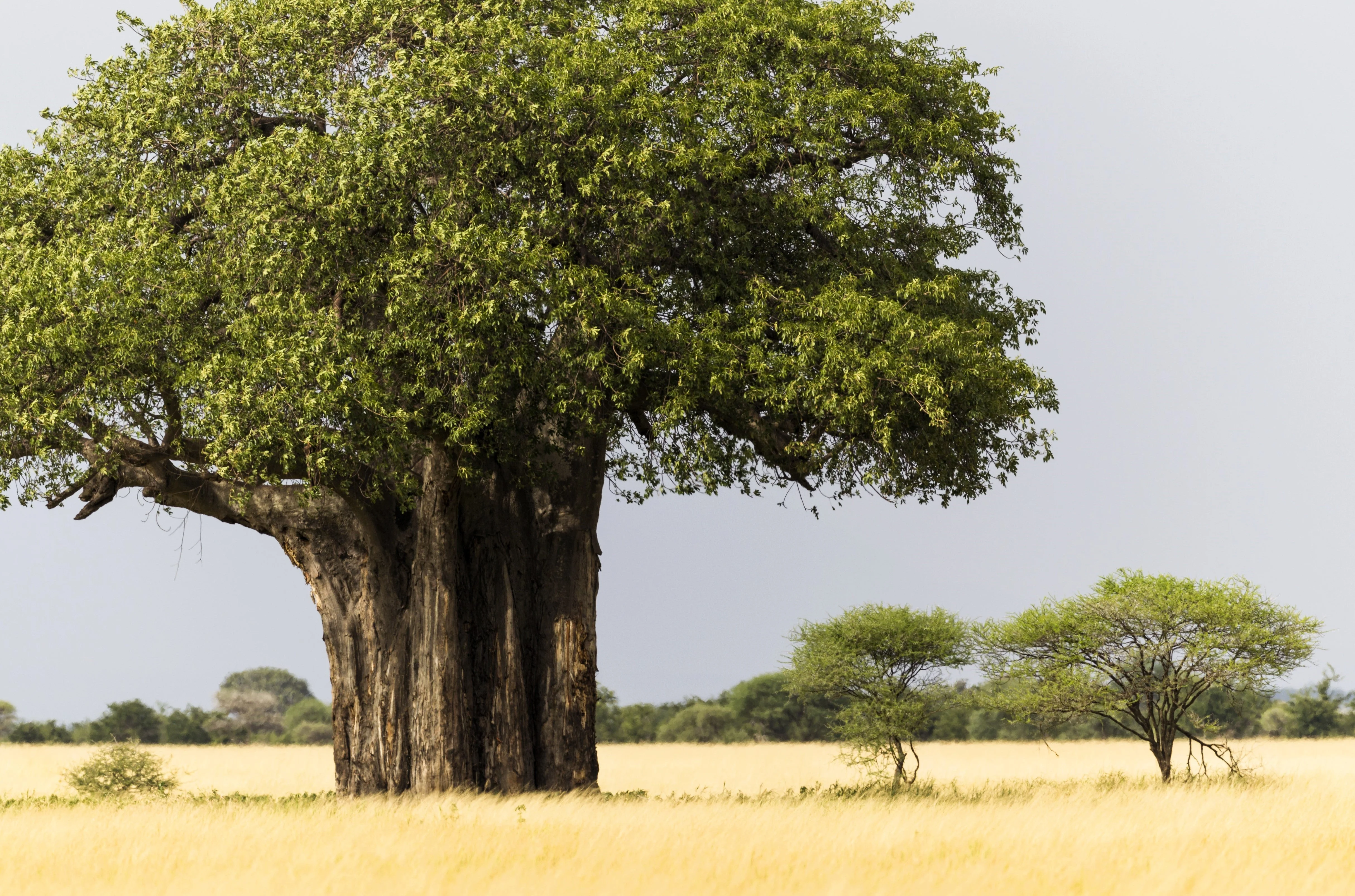 5 African BAOBAB TREE Adansonia Digitata Monkey Bread Judas Fruit Seeds - Image 3