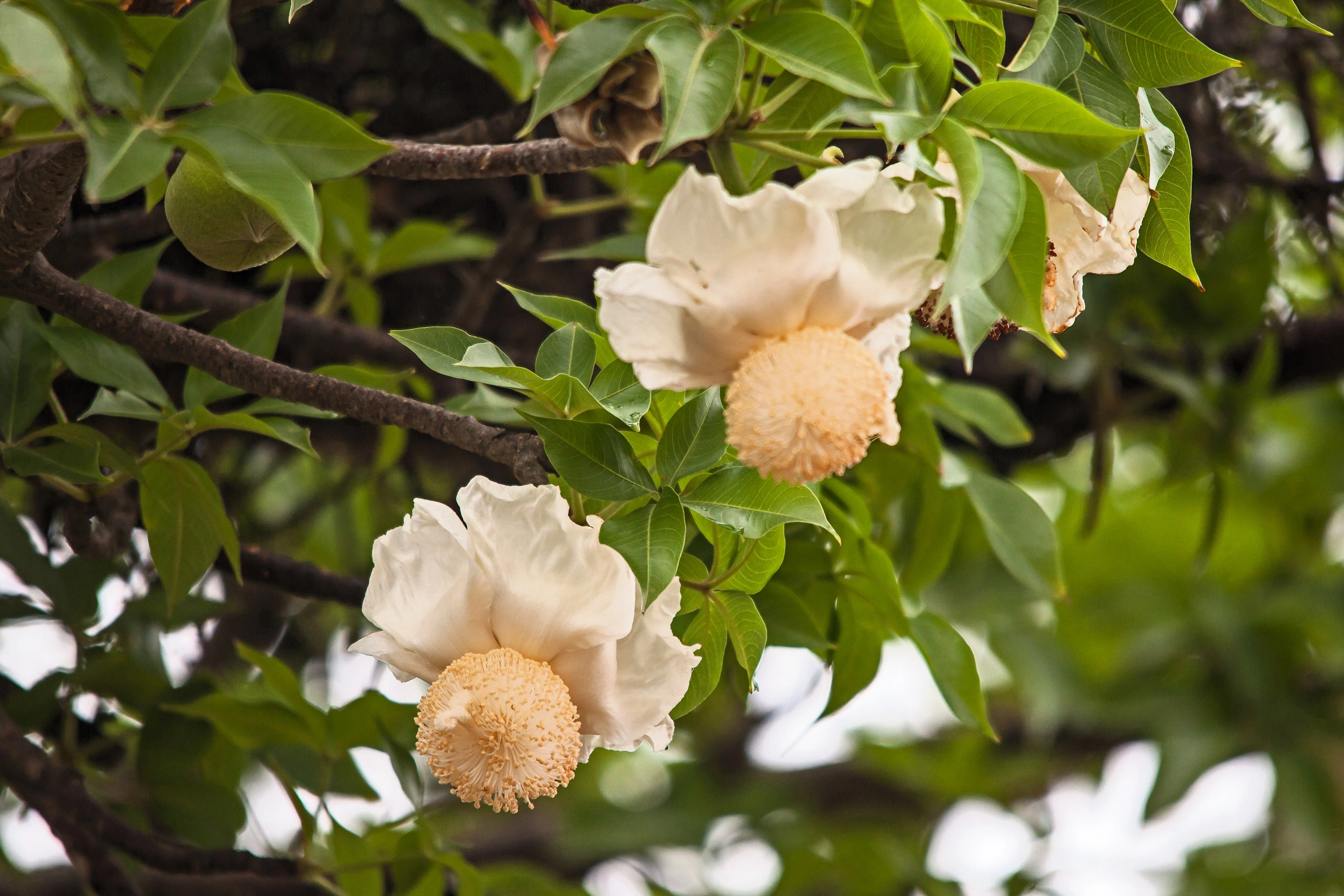 5 African BAOBAB TREE Adansonia Digitata Monkey Bread Judas Fruit Seeds - Image 4