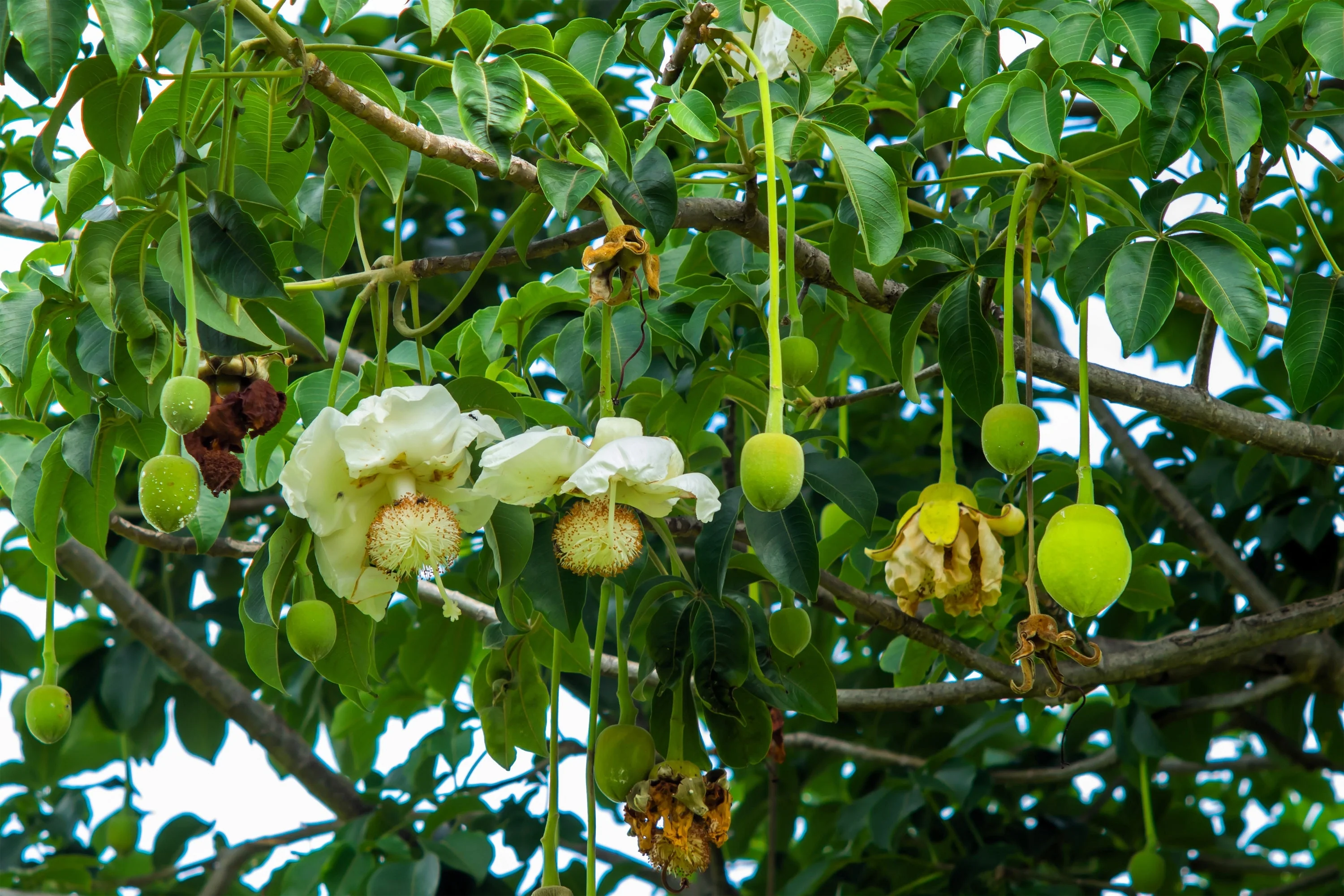 5 African BAOBAB TREE Adansonia Digitata Monkey Bread Judas Fruit Seeds - Image 5
