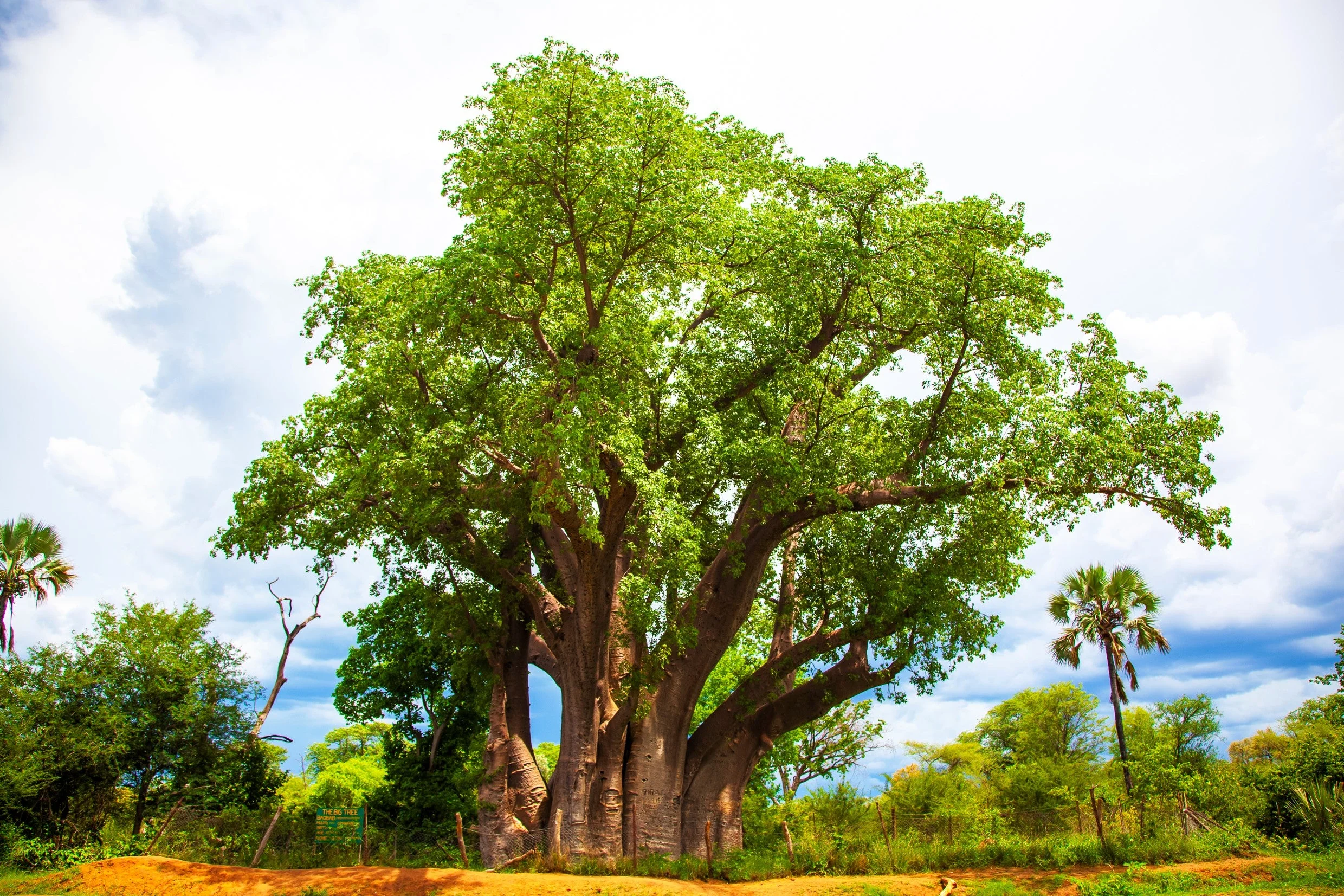 5 African BAOBAB TREE Adansonia Digitata Monkey Bread Judas Fruit Seeds - Image 7