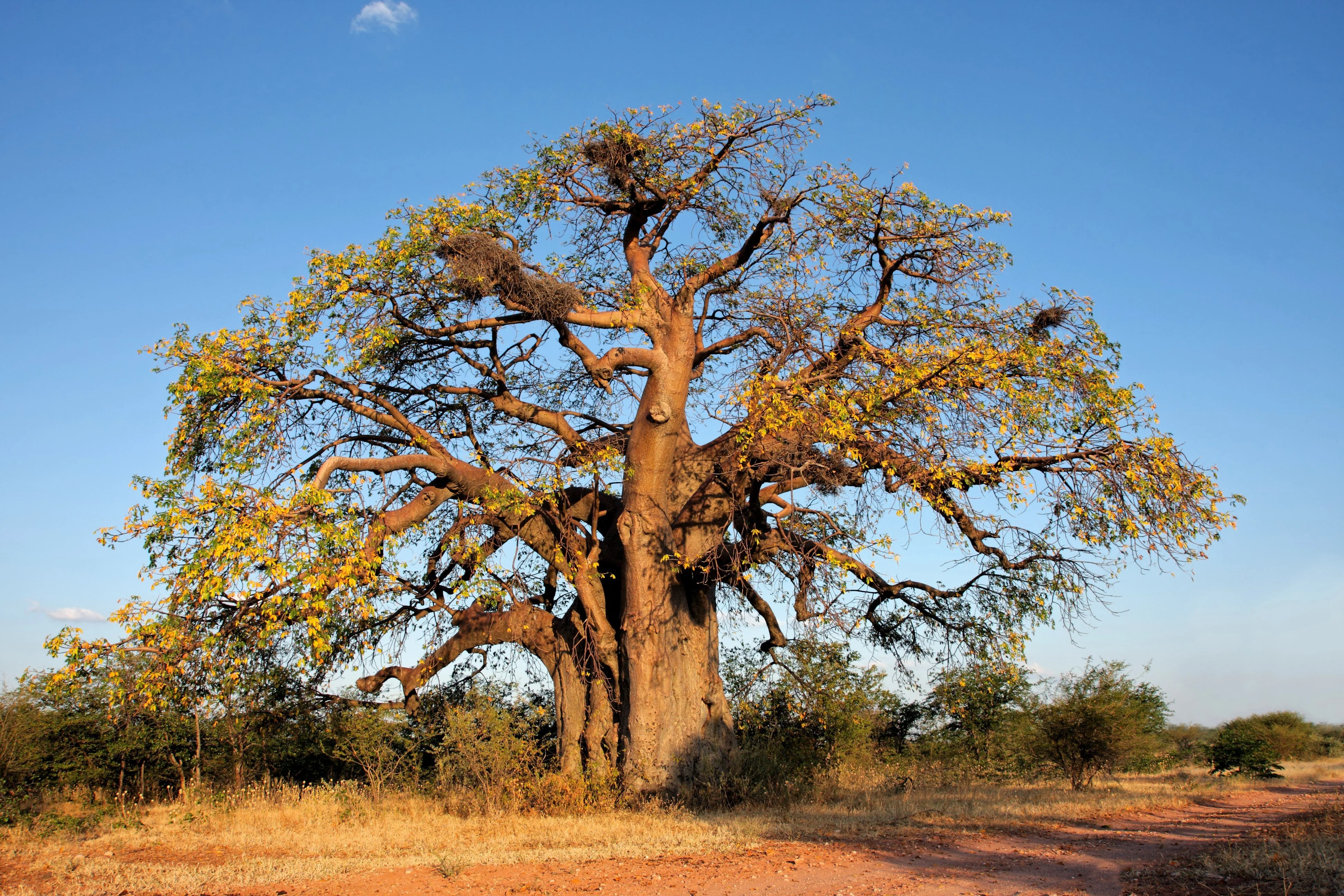 5 African BAOBAB TREE Adansonia Digitata Monkey Bread Judas Fruit Seeds - Image 8