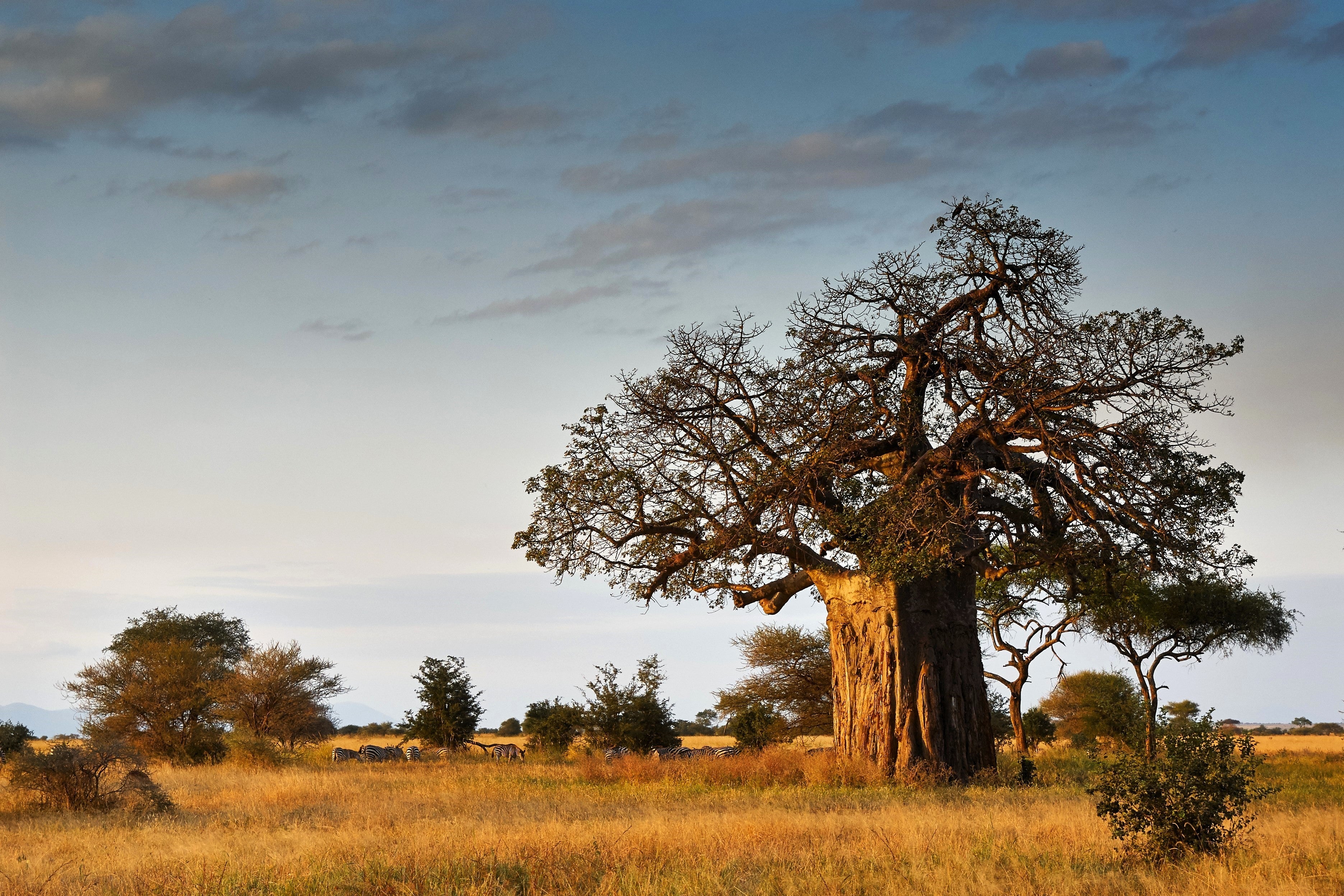 5 African BAOBAB TREE Adansonia Digitata Monkey Bread Judas Fruit Seeds - Image 9