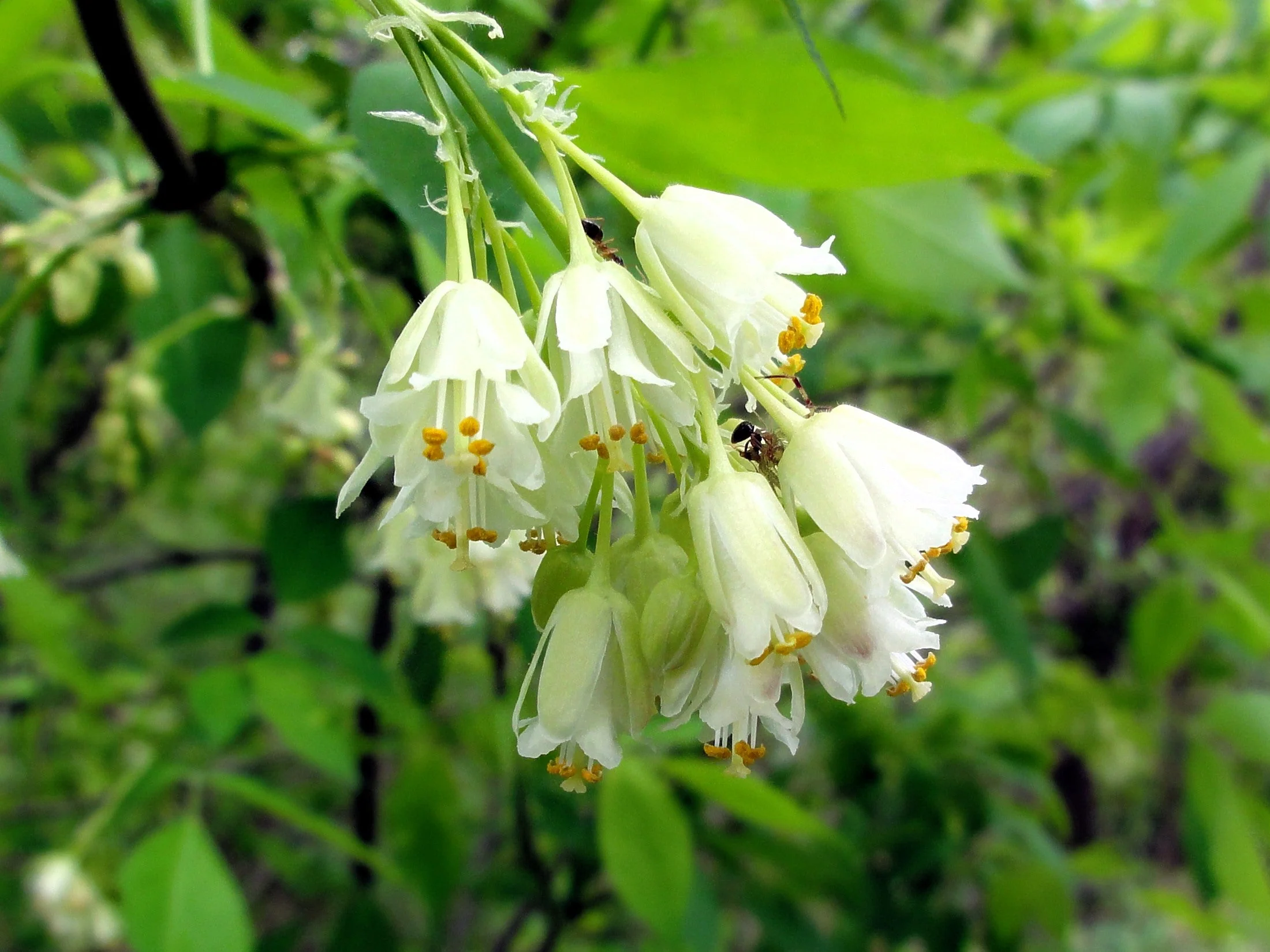 5 AMERICAN BLADDERNUT Tree Staphylea Trifolia Shrub Green Pod White Flower Seeds - Image 2