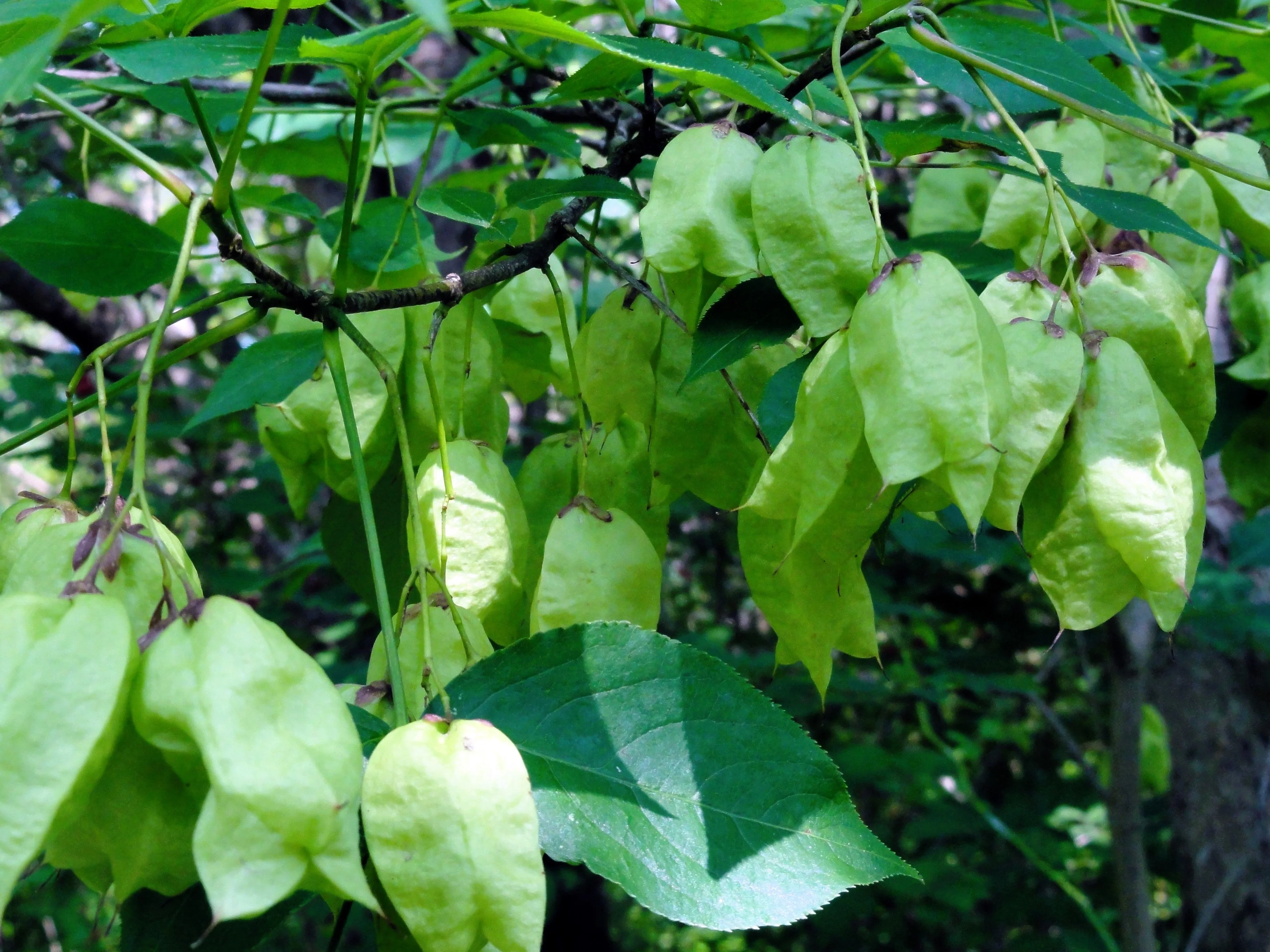 5 AMERICAN BLADDERNUT Tree Staphylea Trifolia Shrub Green Pod White Flower Seeds - Image 5
