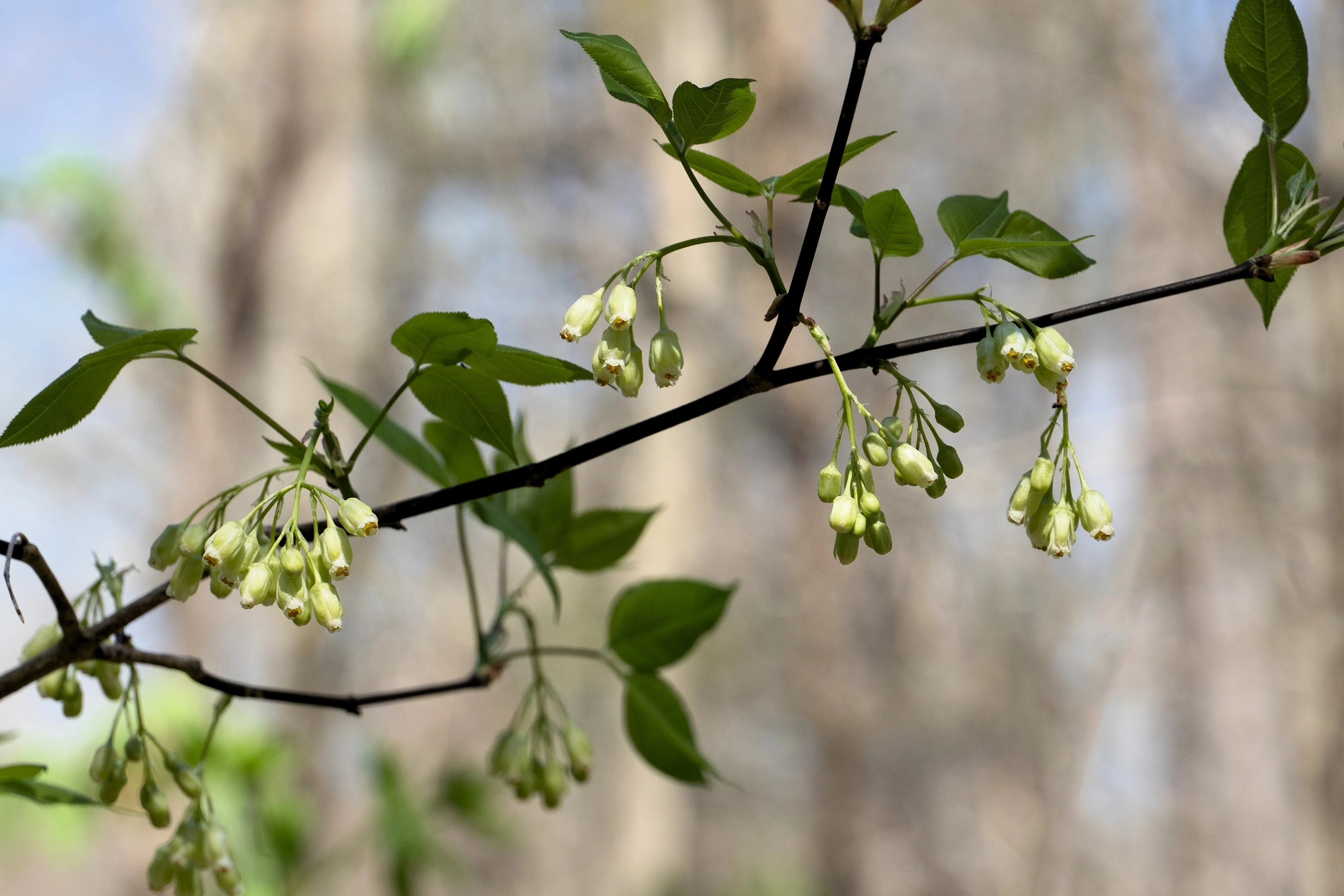 5 AMERICAN BLADDERNUT Tree Staphylea Trifolia Shrub Green Pod White Flower Seeds - Image 7