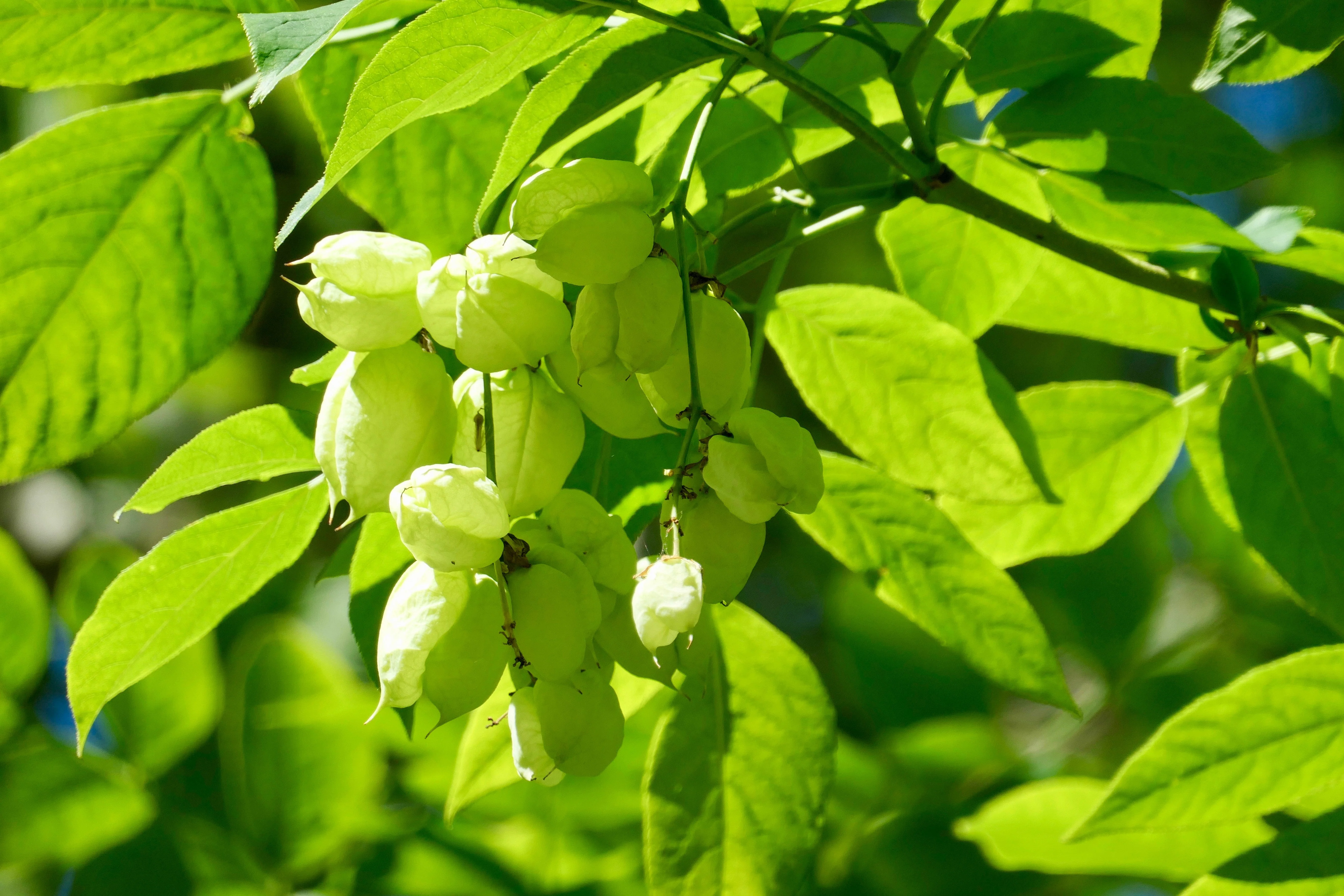 5 AMERICAN BLADDERNUT Tree Staphylea Trifolia Shrub Green Pod White Flower Seeds - Image 8