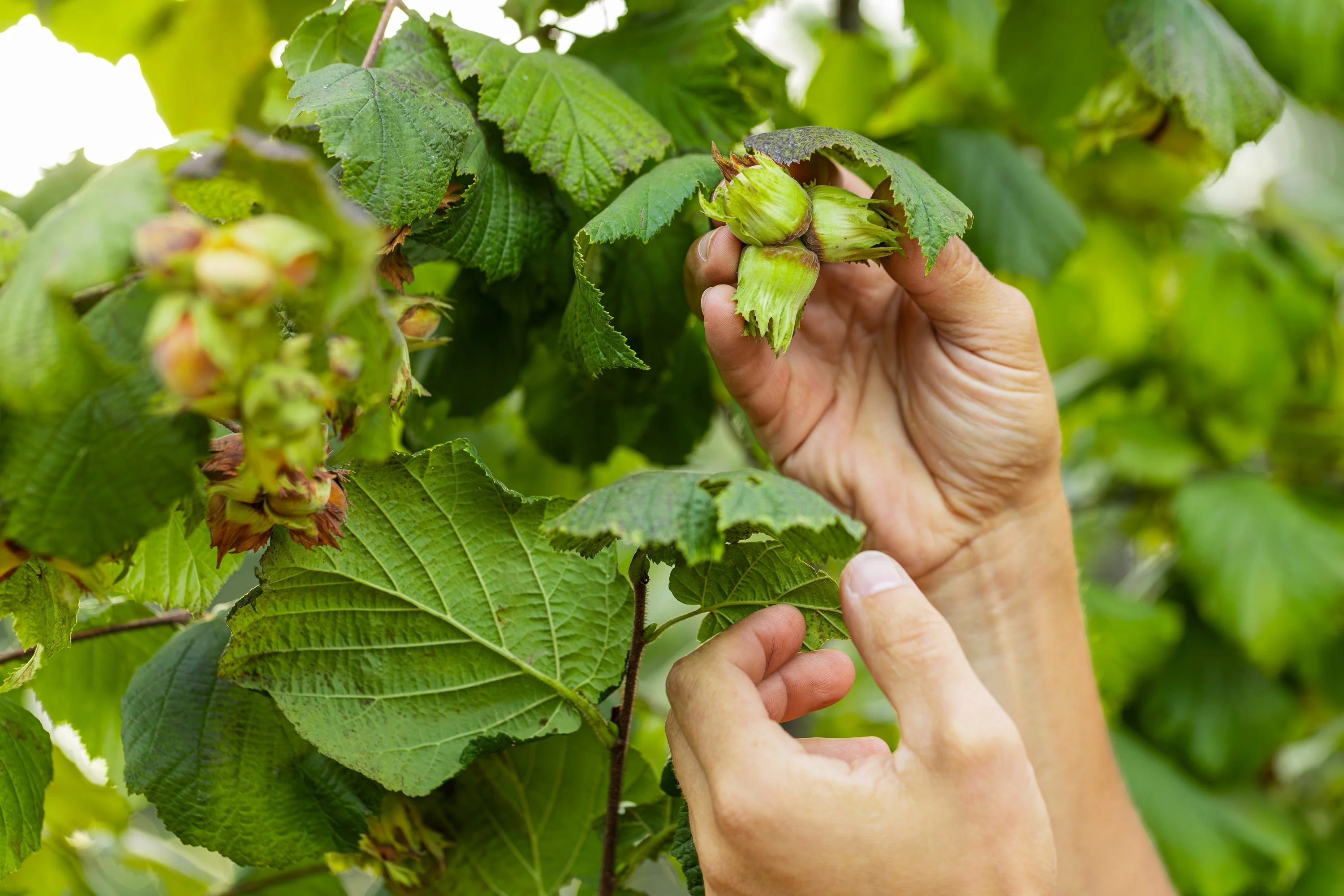5 AMERICAN HAZELNUT TREE aka Filbert Corylus Americana Fruit Nut Seeds - Image 10