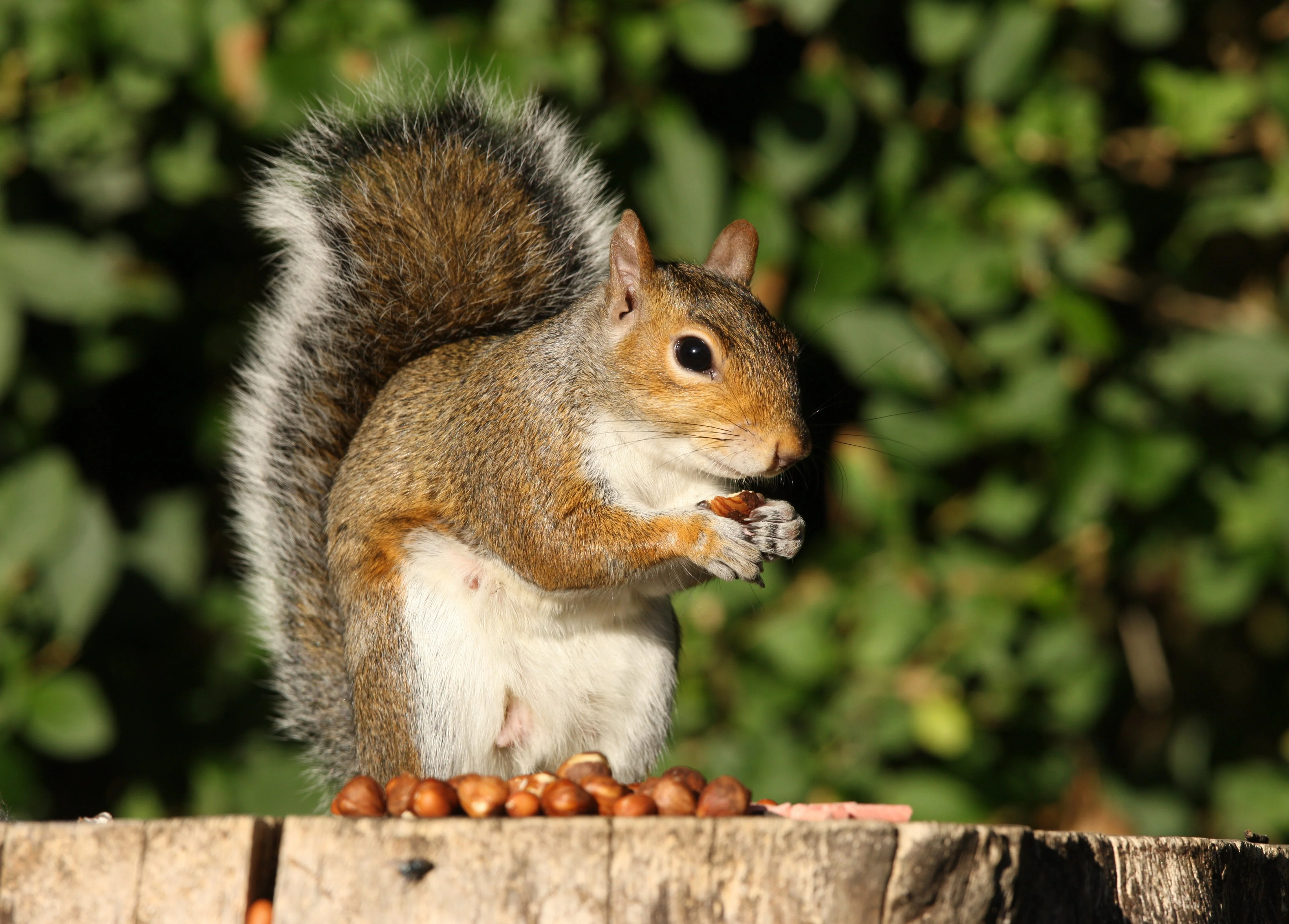 5 AMERICAN HAZELNUT TREE aka Filbert Corylus Americana Fruit Nut Seeds - Image 11