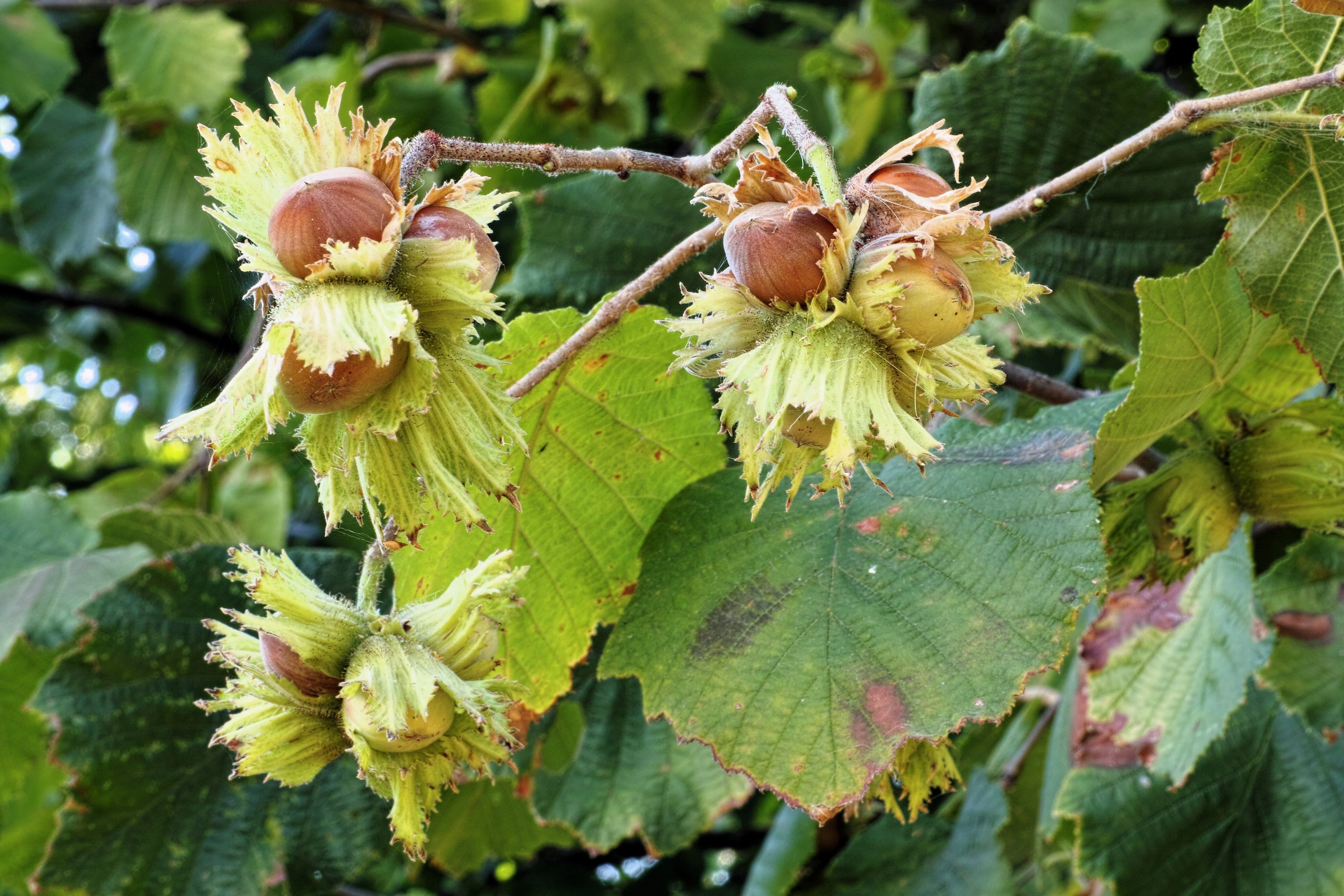 5 AMERICAN HAZELNUT TREE aka Filbert Corylus Americana Fruit Nut Seeds - Image 2