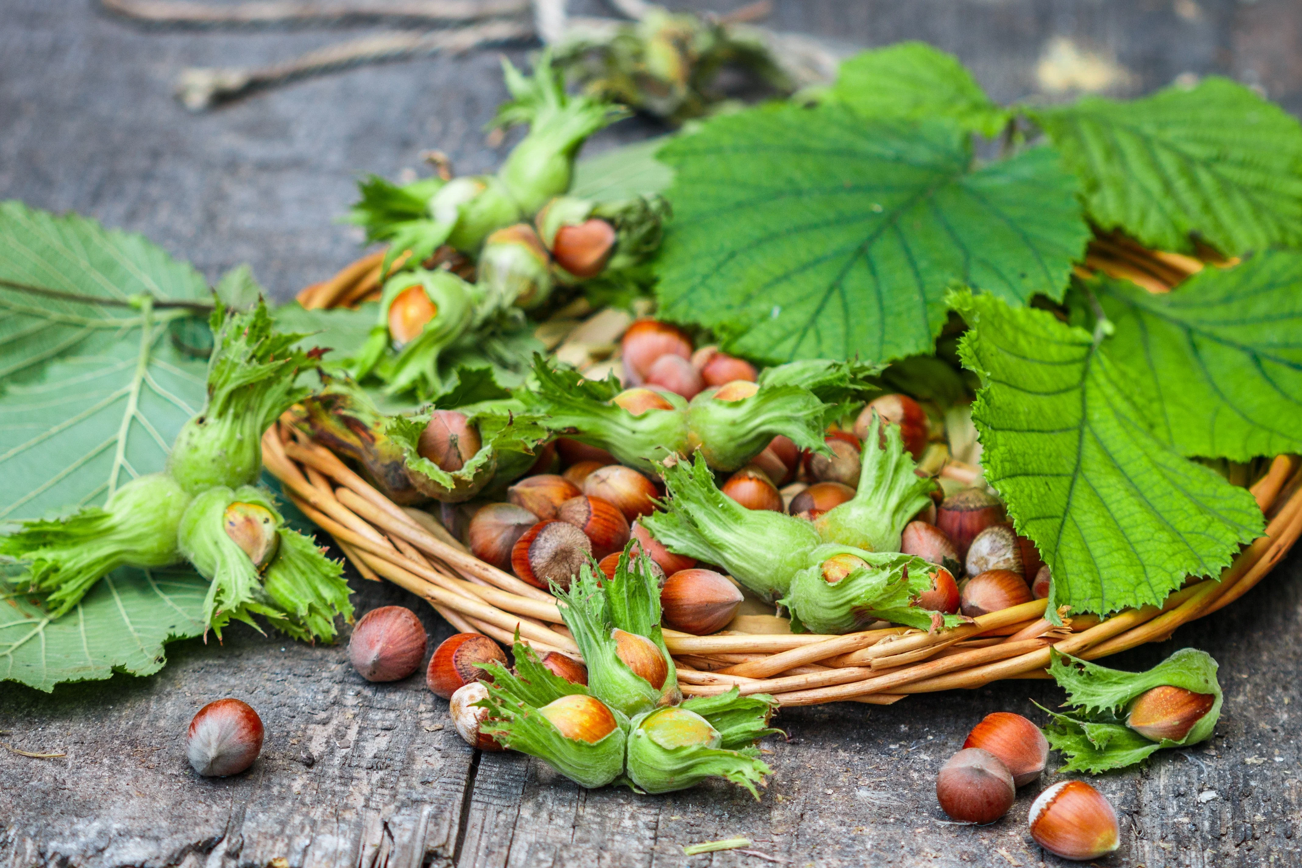 5 AMERICAN HAZELNUT TREE aka Filbert Corylus Americana Fruit Nut Seeds - Image 3