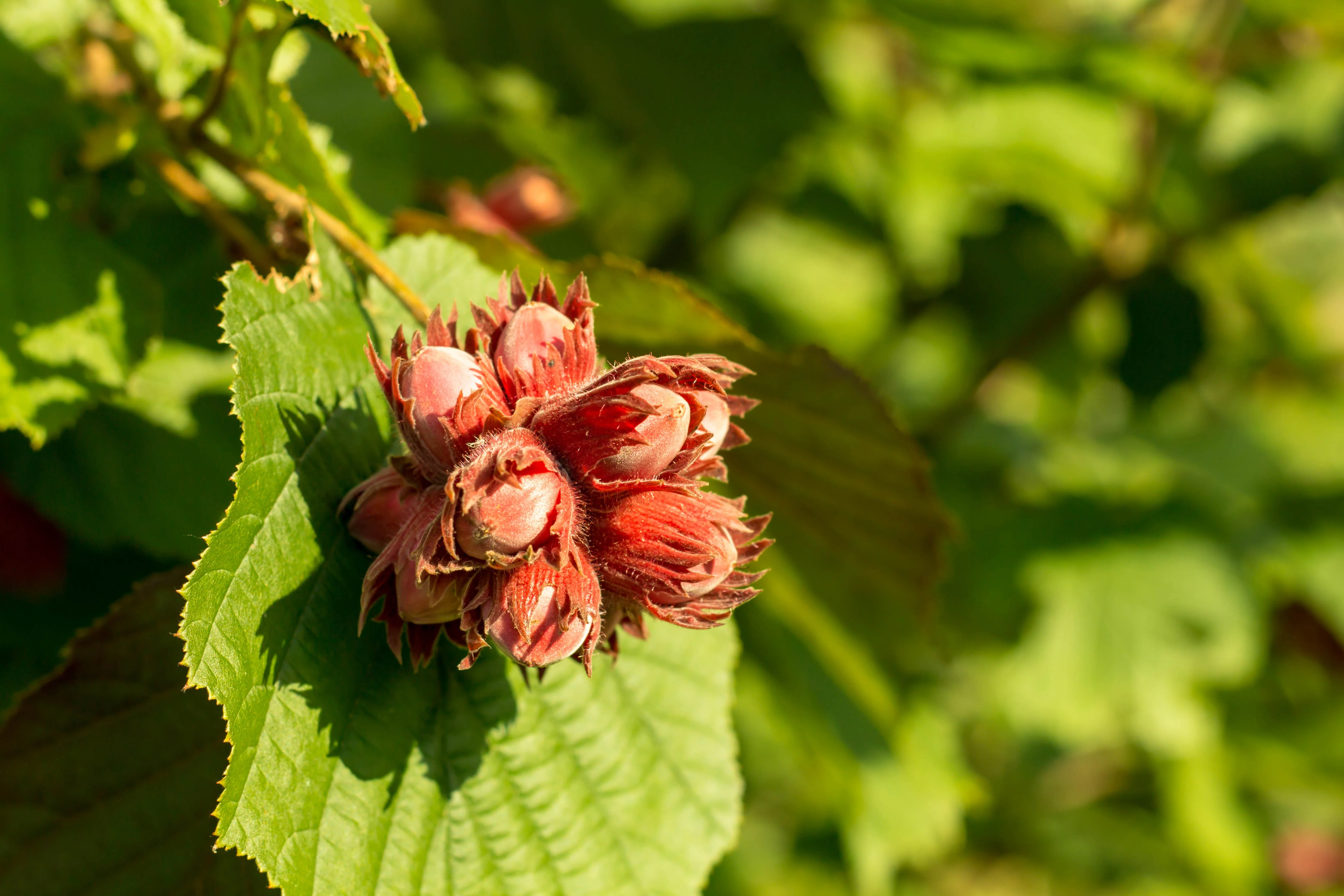 5 AMERICAN HAZELNUT TREE aka Filbert Corylus Americana Fruit Nut Seeds - Image 5