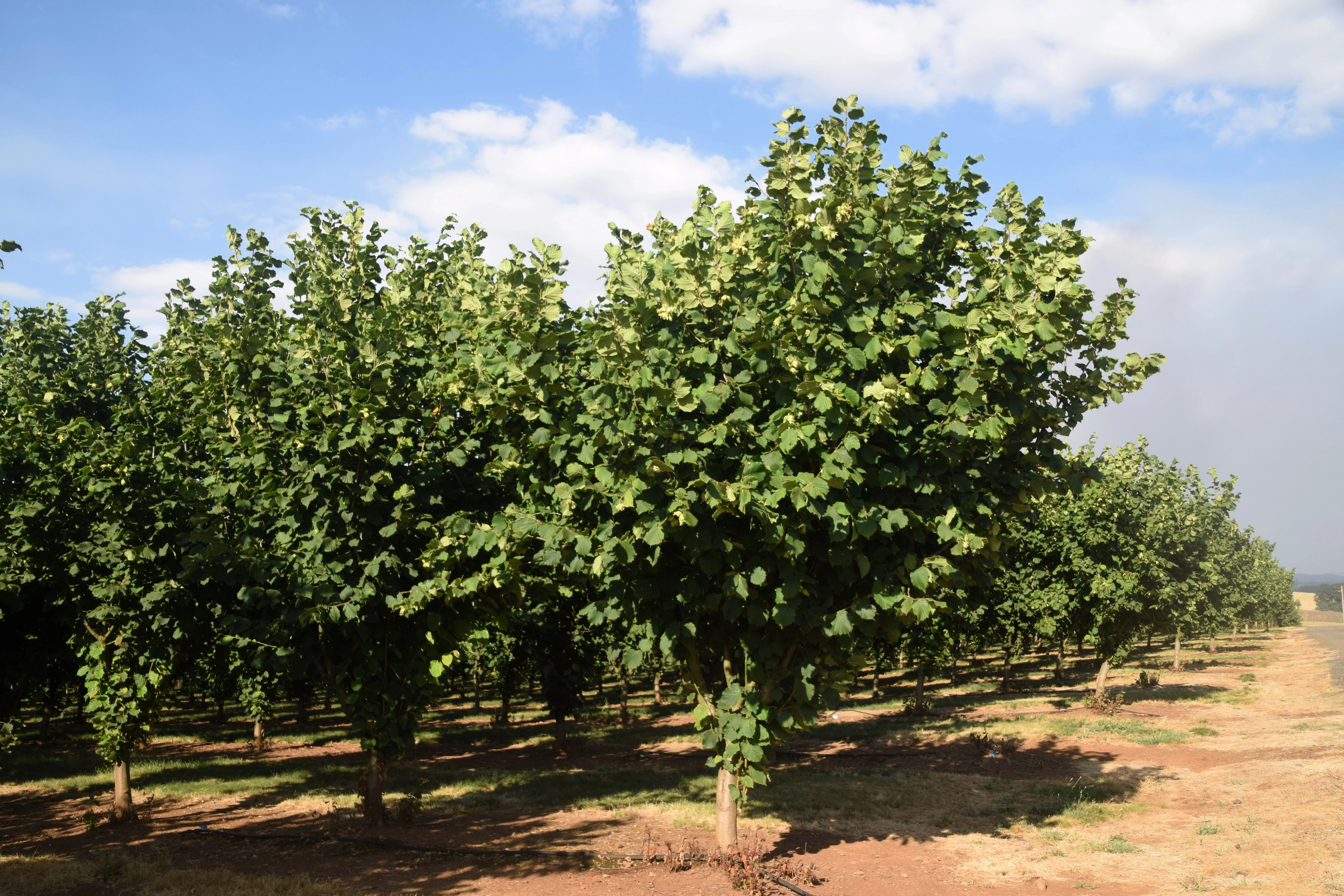 5 AMERICAN HAZELNUT TREE aka Filbert Corylus Americana Fruit Nut Seeds - Image 6
