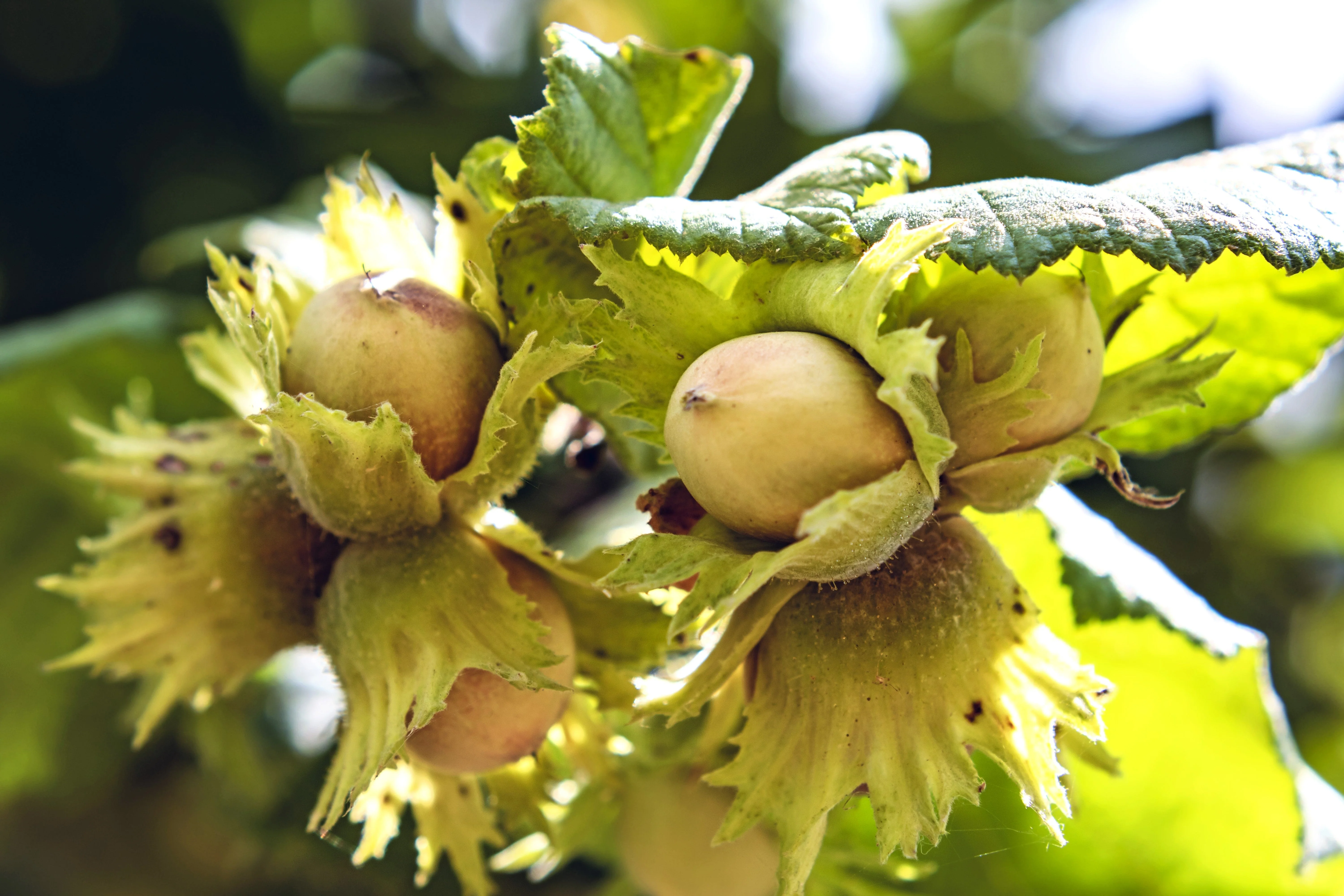 5 AMERICAN HAZELNUT TREE aka Filbert Corylus Americana Fruit Nut Seeds - Image 7