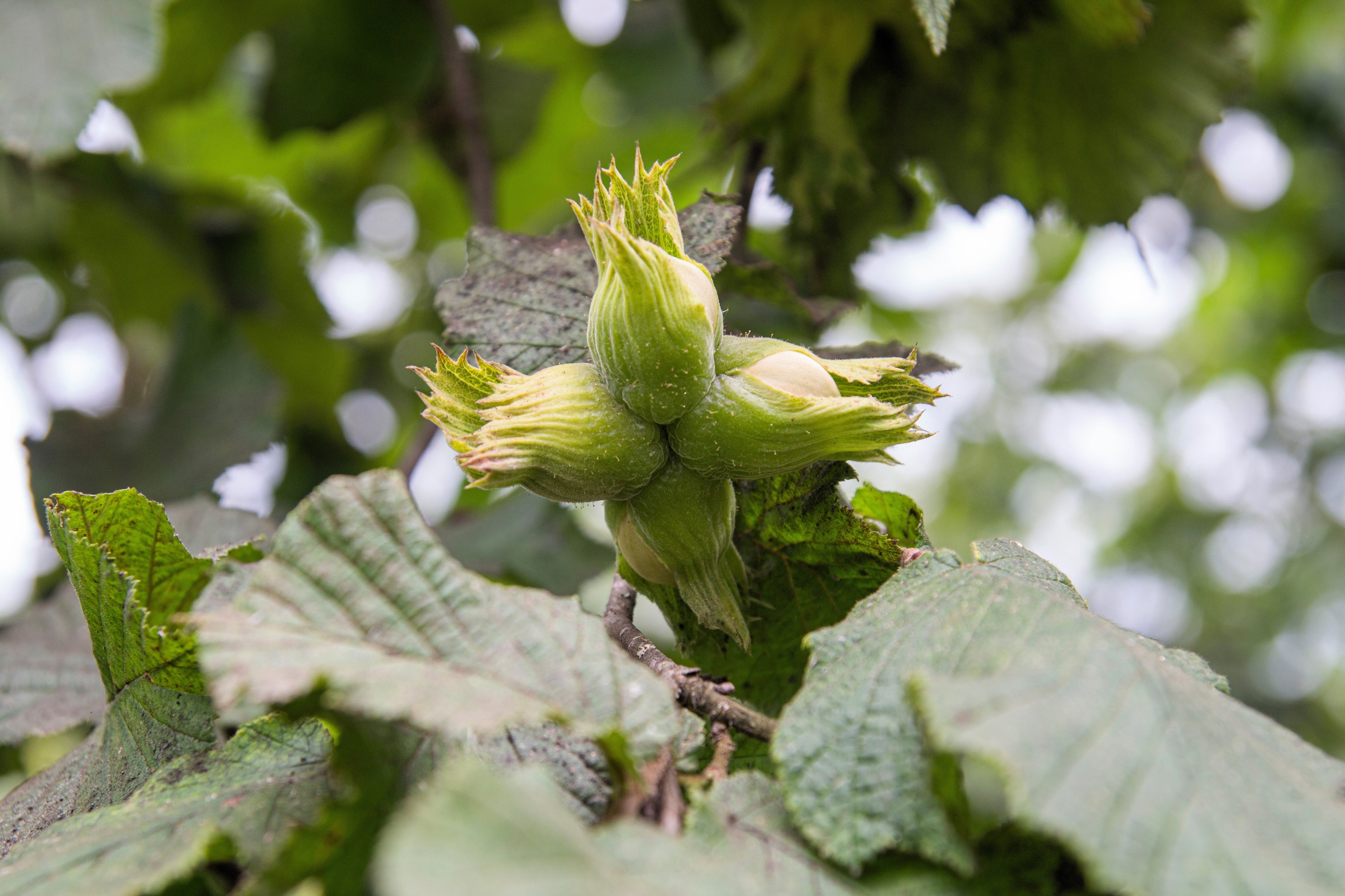 5 AMERICAN HAZELNUT TREE aka Filbert Corylus Americana Fruit Nut Seeds - Image 9