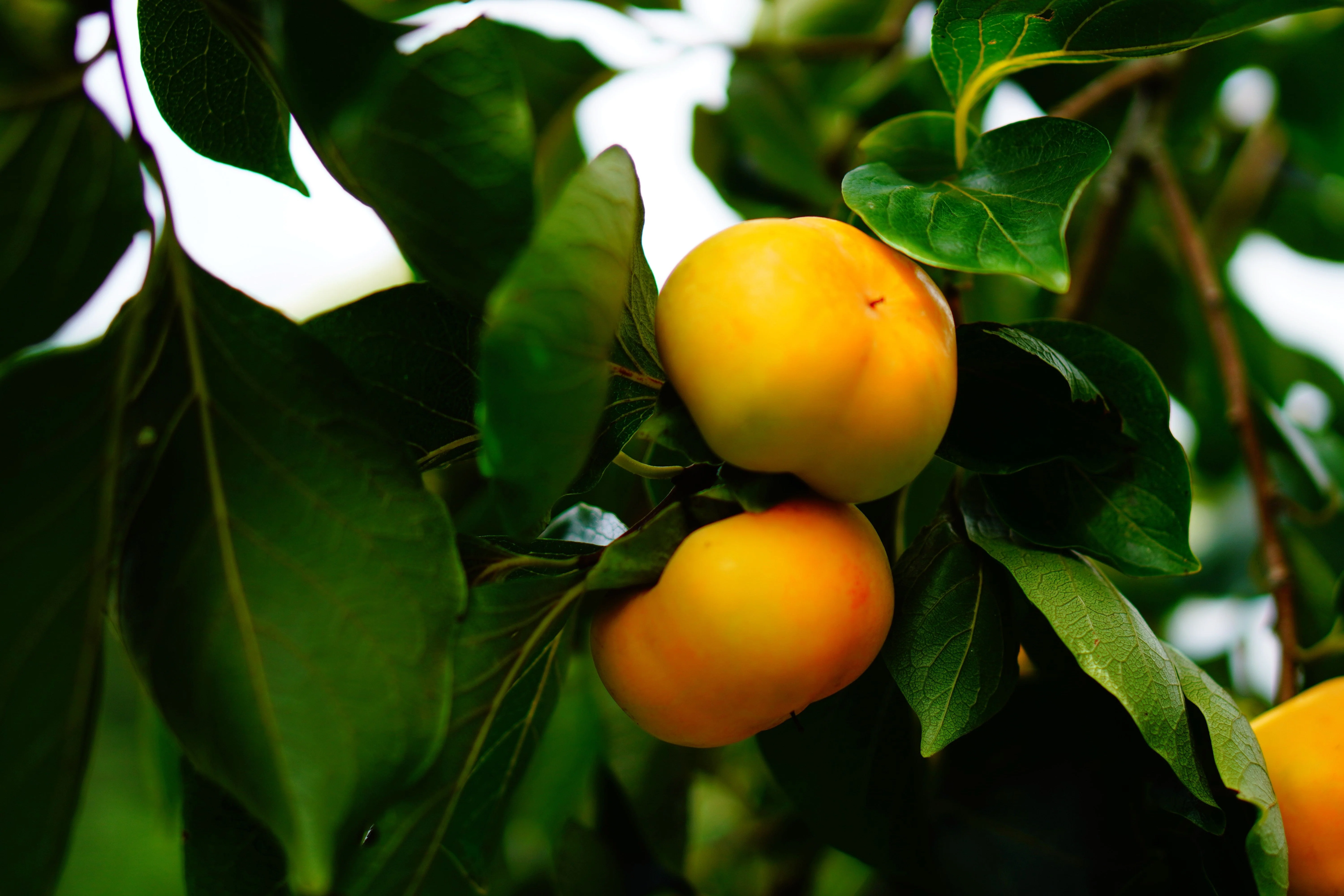 5 AMERICAN PERSIMMON TREE Diospyros Virginiana Fruit Seeds - Image 2