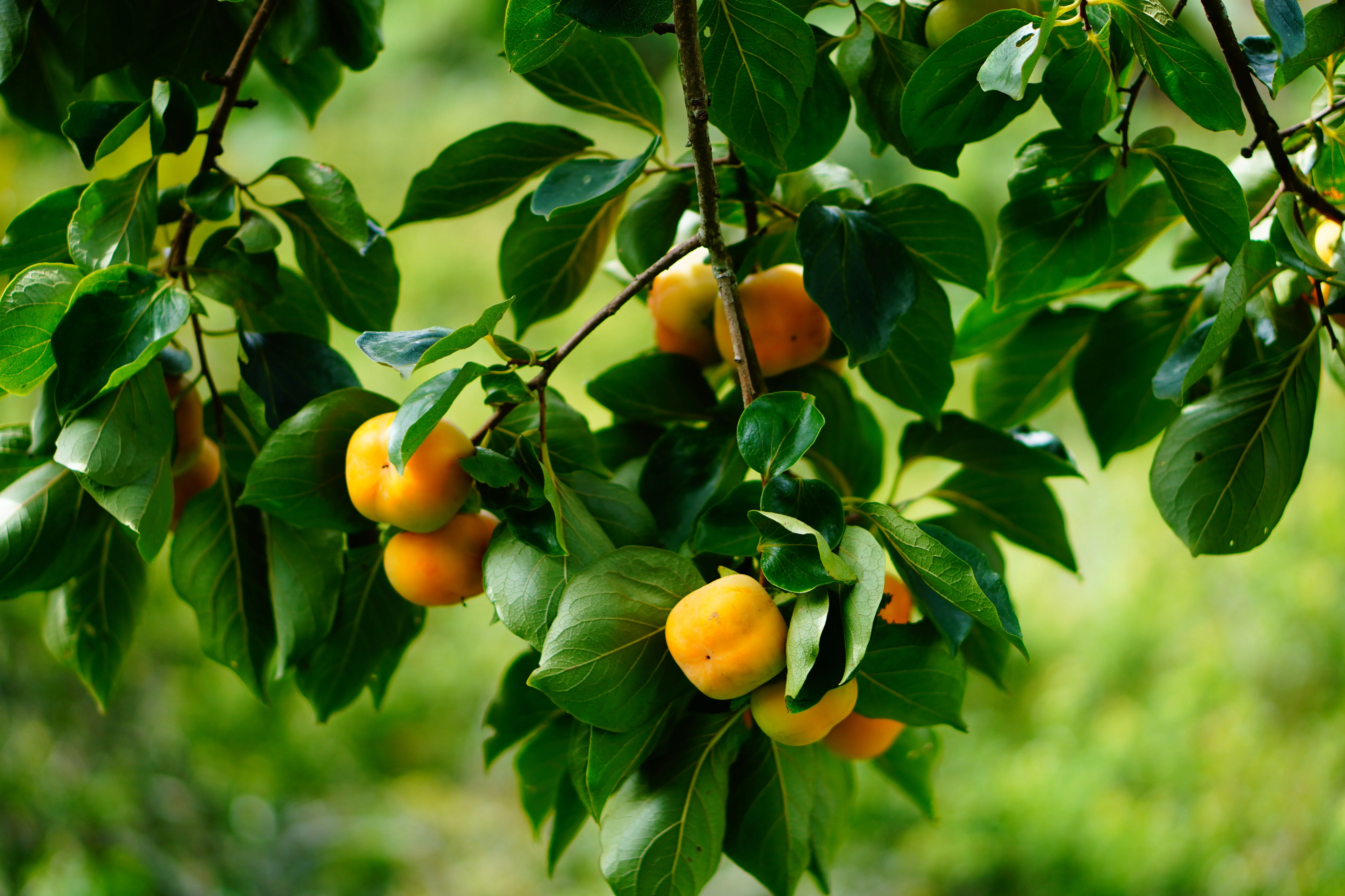 5 AMERICAN PERSIMMON TREE Diospyros Virginiana Fruit Seeds - Image 3