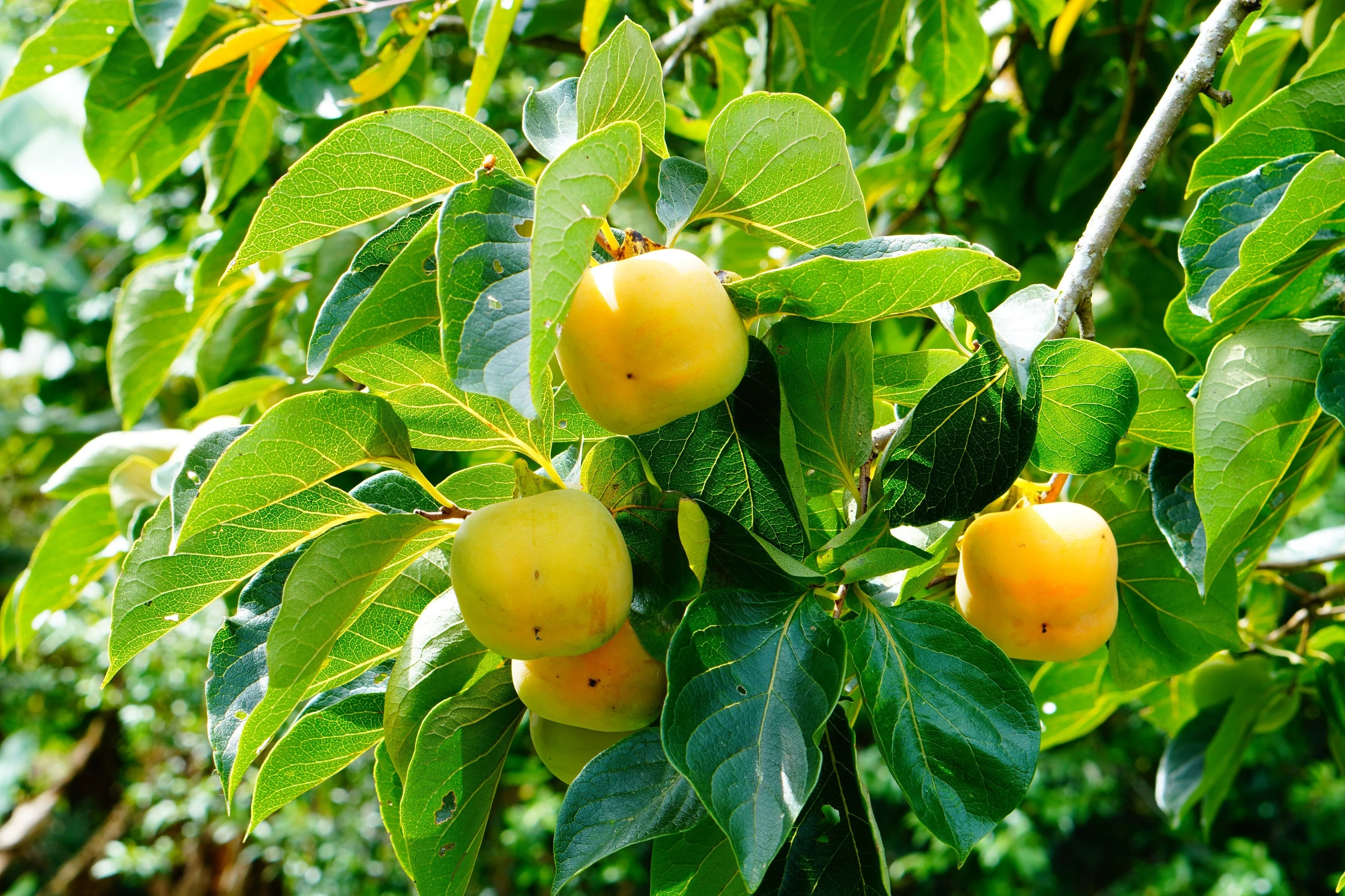 5 AMERICAN PERSIMMON TREE Diospyros Virginiana Fruit Seeds - Image 7