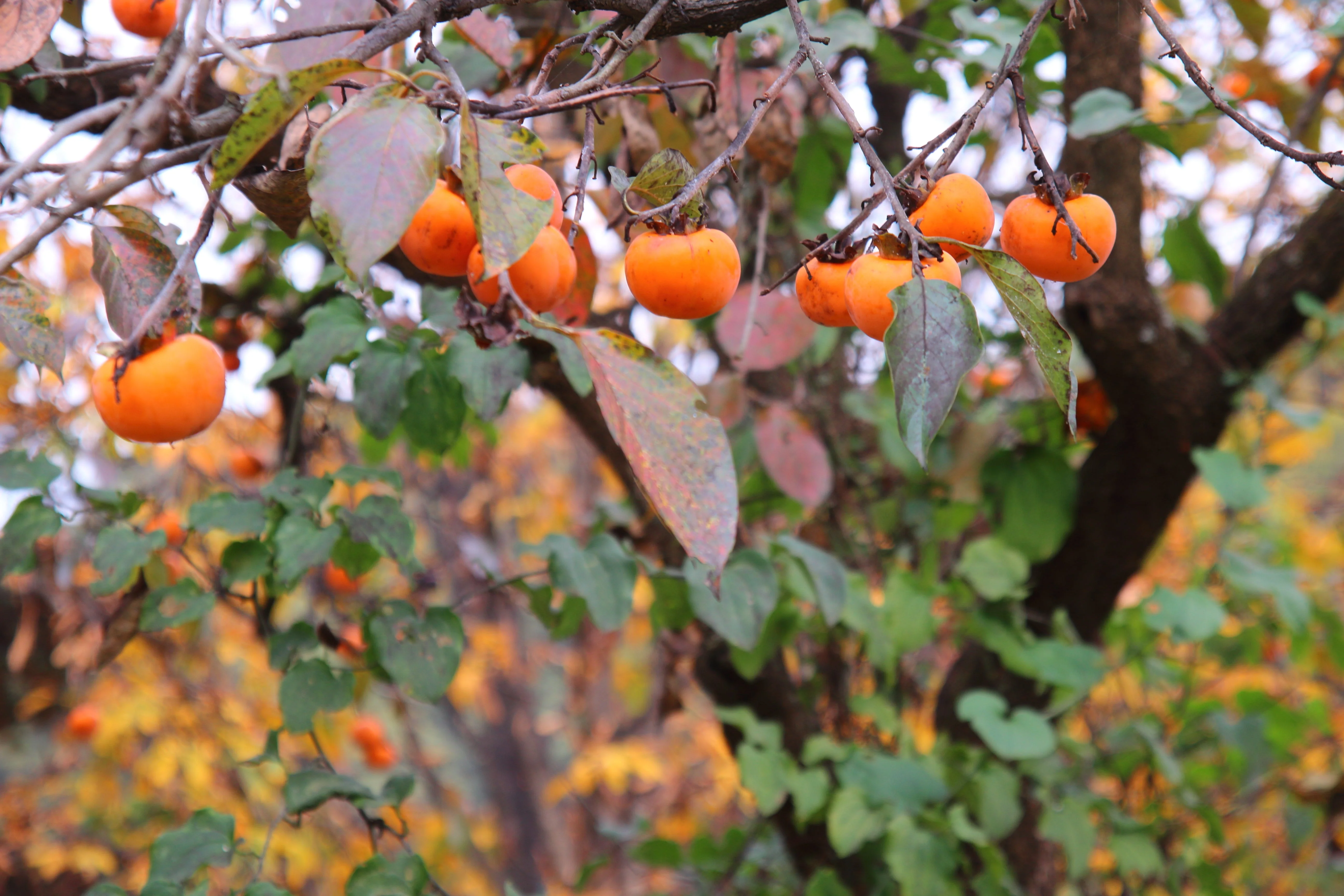 5 AMERICAN PERSIMMON TREE Diospyros Virginiana Fruit Seeds - Image 8