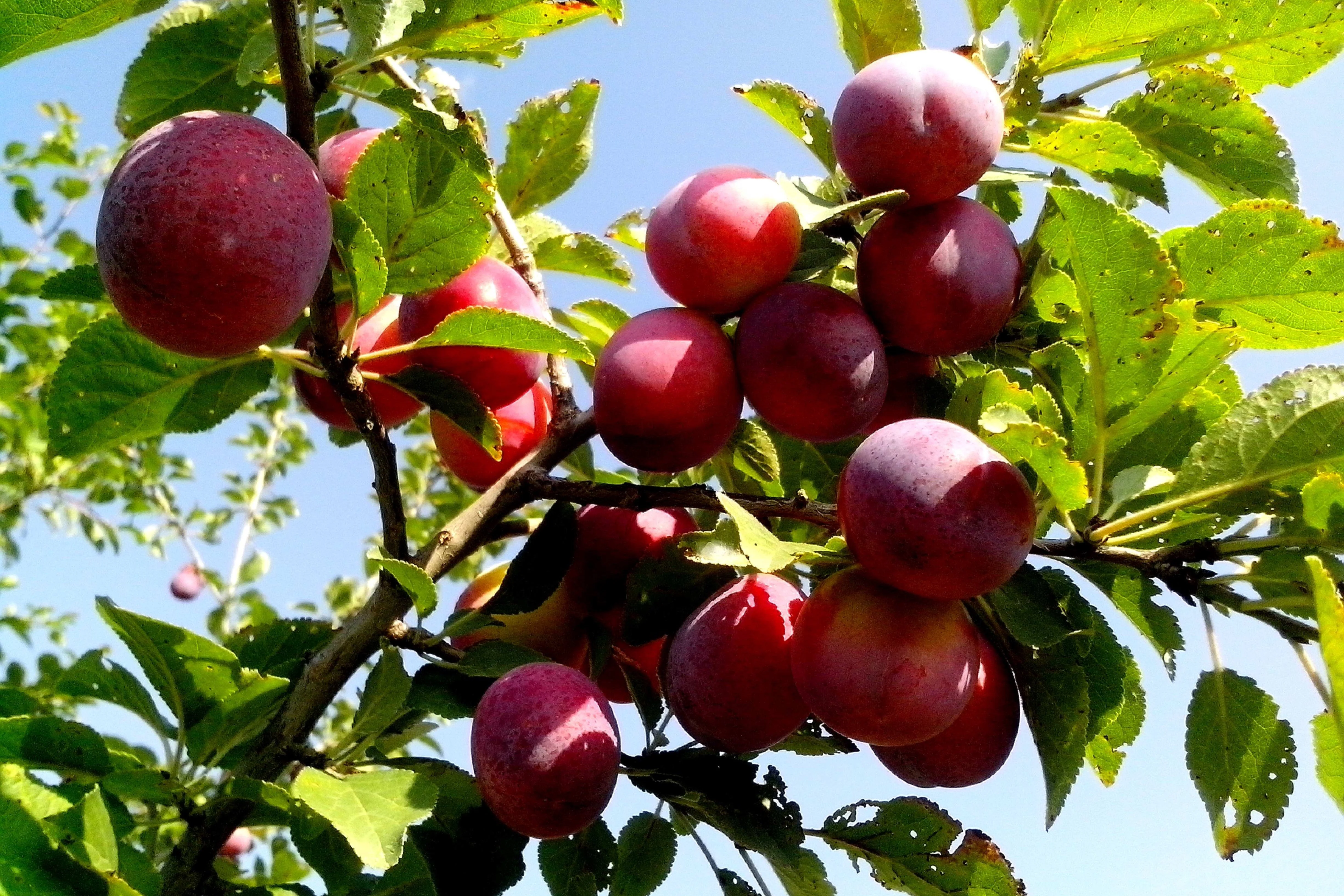 5 AMERICAN PLUM Prunus Americana Red Purple Fruit White Flower Shrub Tree Seeds - Image 2