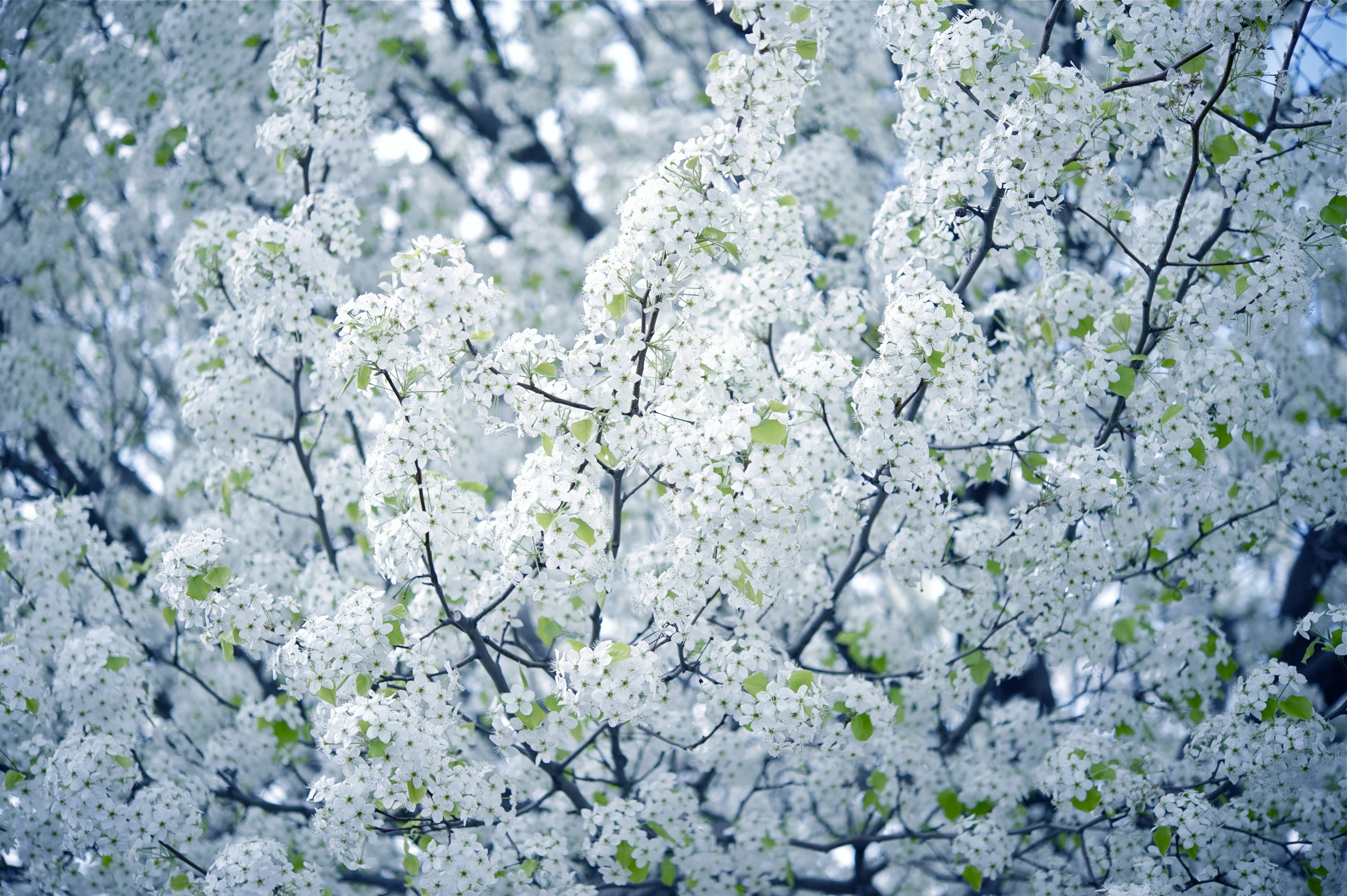 5 AMERICAN PLUM Prunus Americana Red Purple Fruit White Flower Shrub Tree Seeds - Image 3