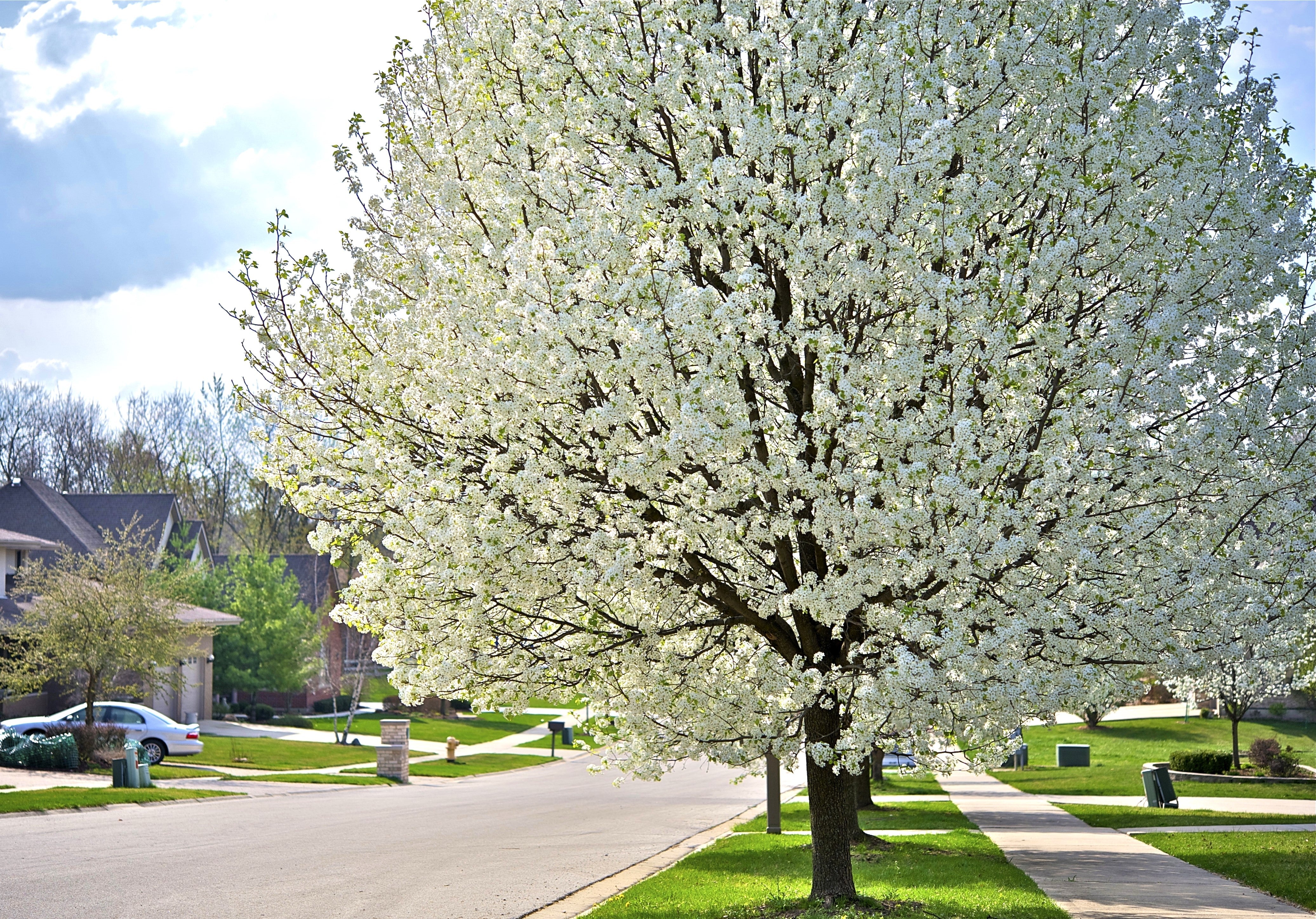 5 AMERICAN PLUM Prunus Americana Red Purple Fruit White Flower Shrub Tree Seeds - Image 4
