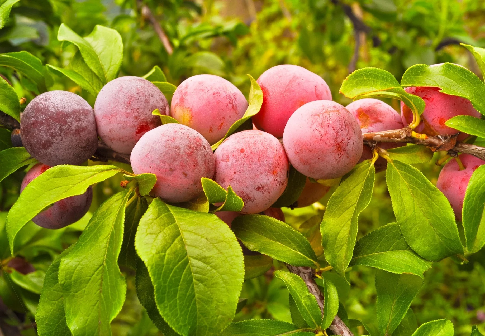 5 AMERICAN PLUM Prunus Americana Red Purple Fruit White Flower Shrub Tree Seeds - Image 5