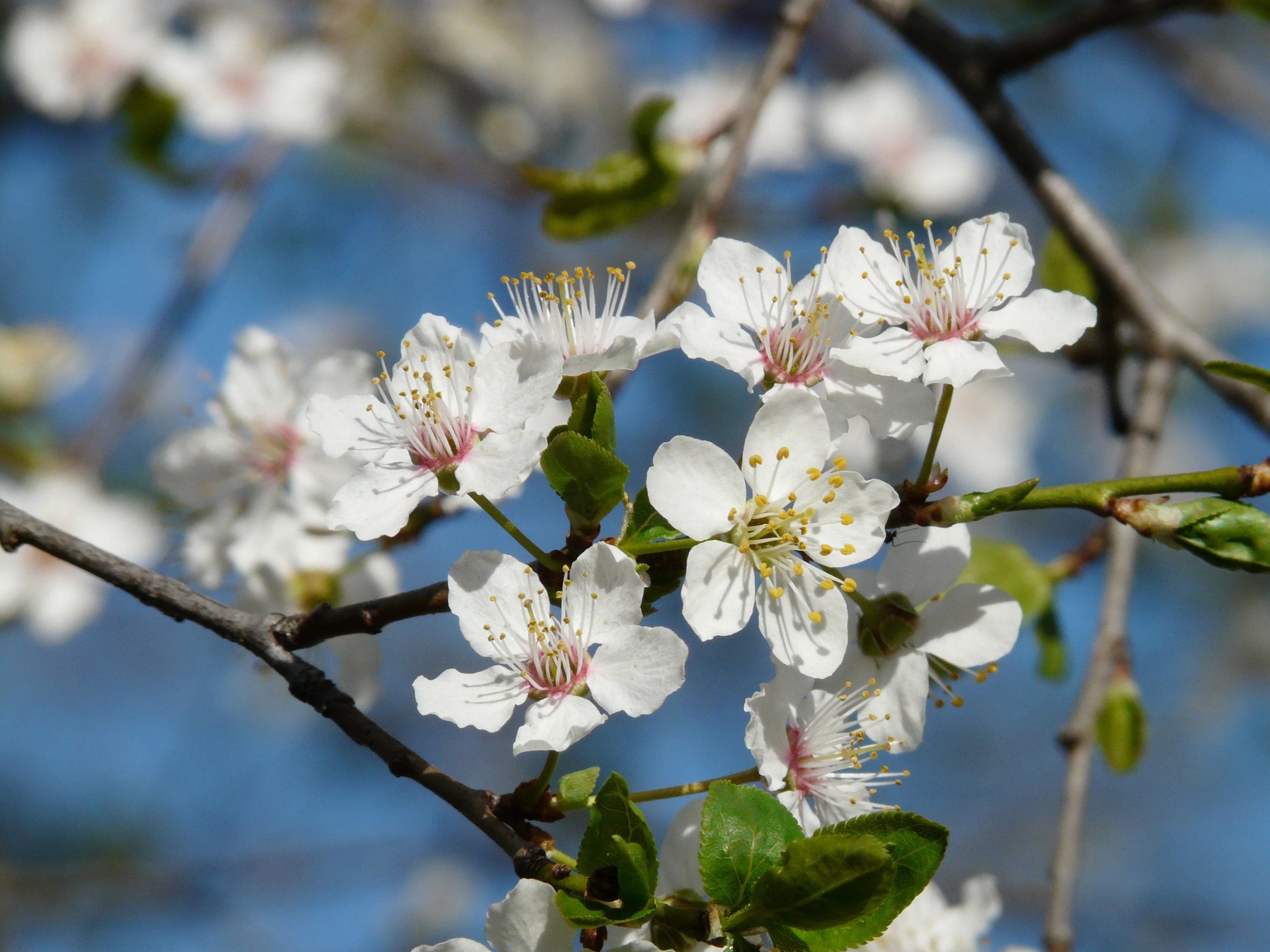 5 AMERICAN PLUM Prunus Americana Red Purple Fruit White Flower Shrub Tree Seeds - Image 8