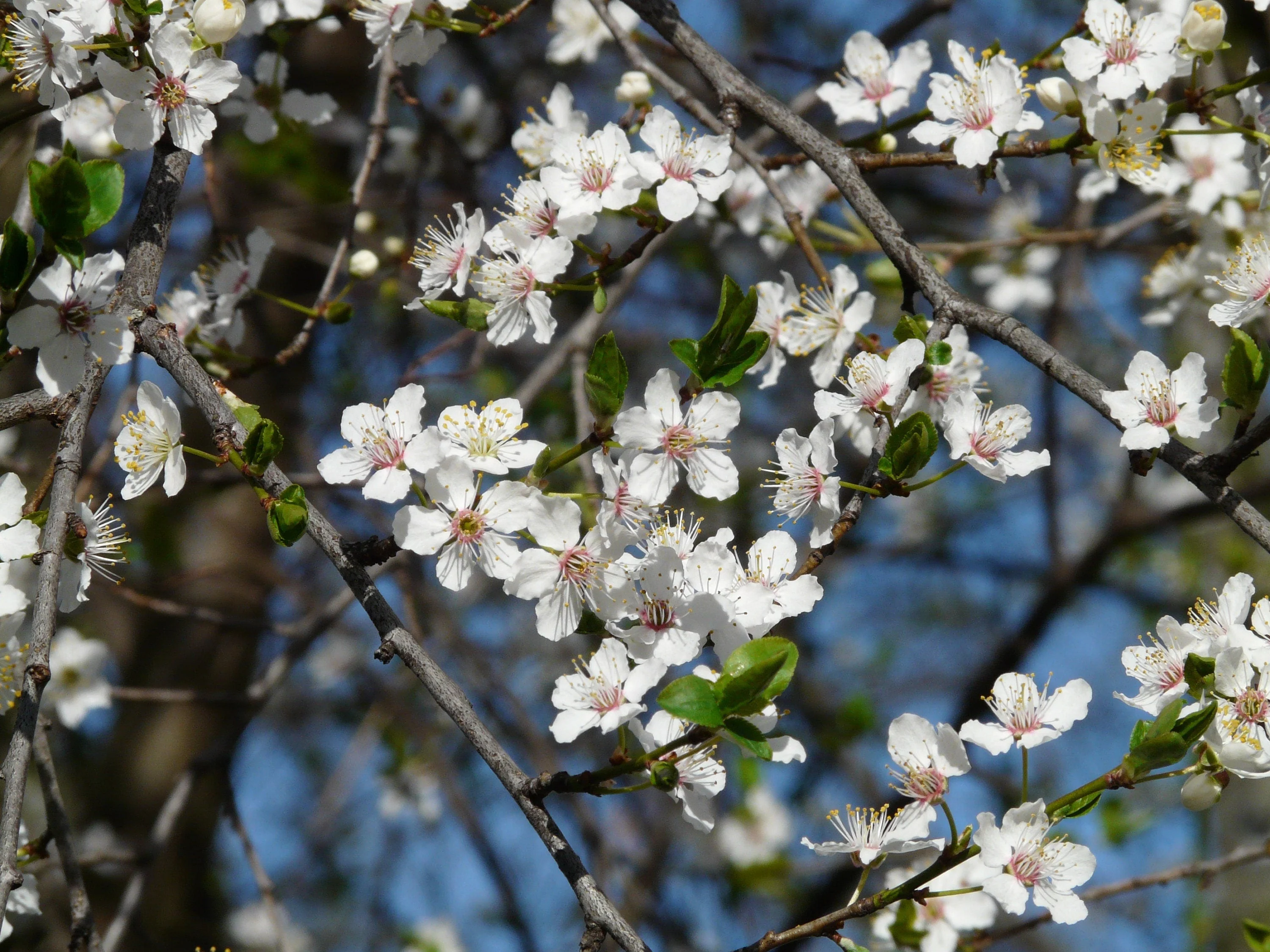 5 AMERICAN PLUM Prunus Americana Red Purple Fruit White Flower Shrub Tree Seeds - Image 9