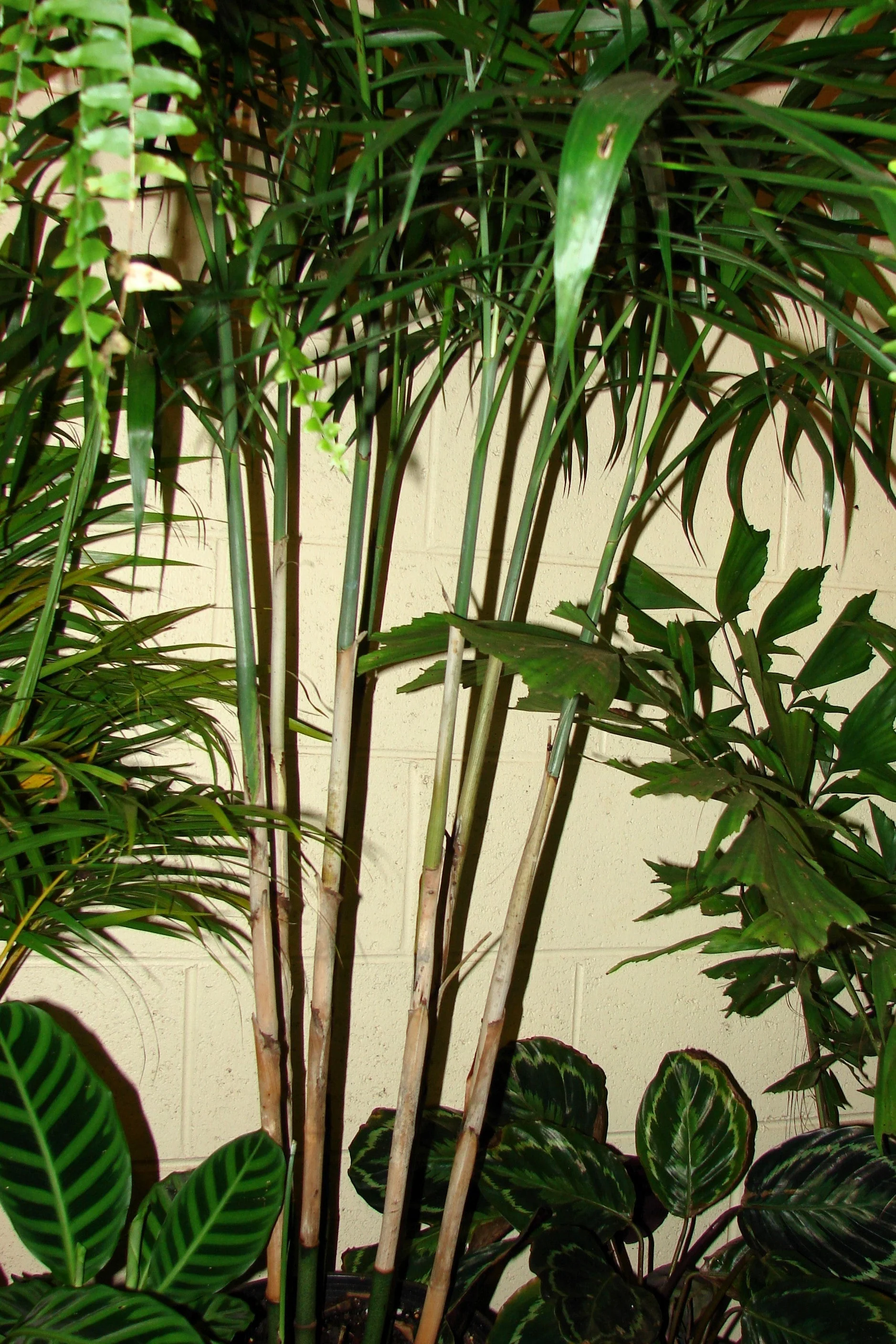 5 BAMBOO PALM Chamaedorea Seifrizii Reed or Parlor Palm Tree Sun Shade Houseplant Seeds - Image 10